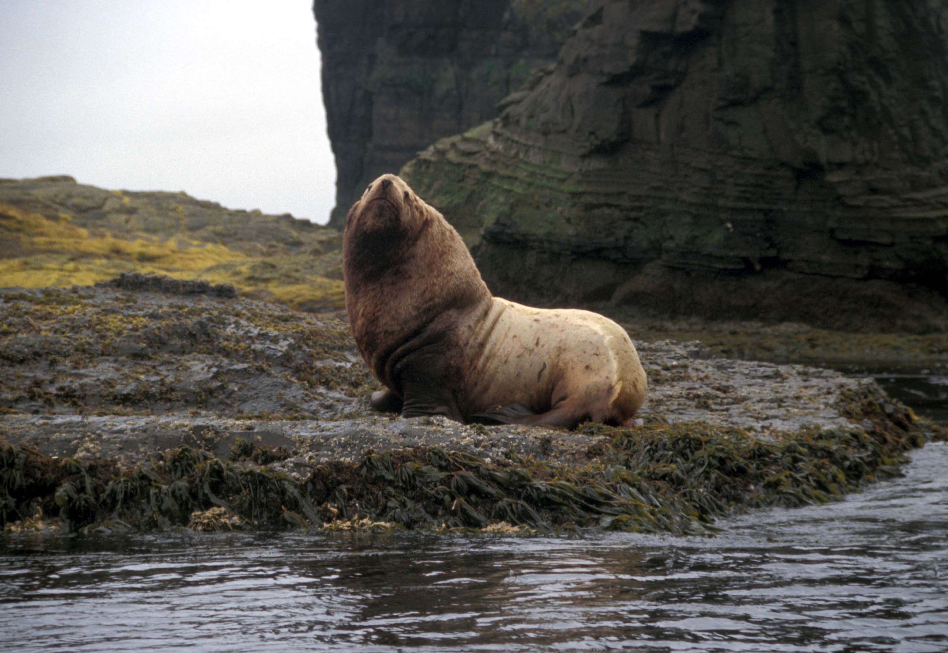 File:Agattu Island Steller Sea Lion bull.jpg - Wikimedia Commons