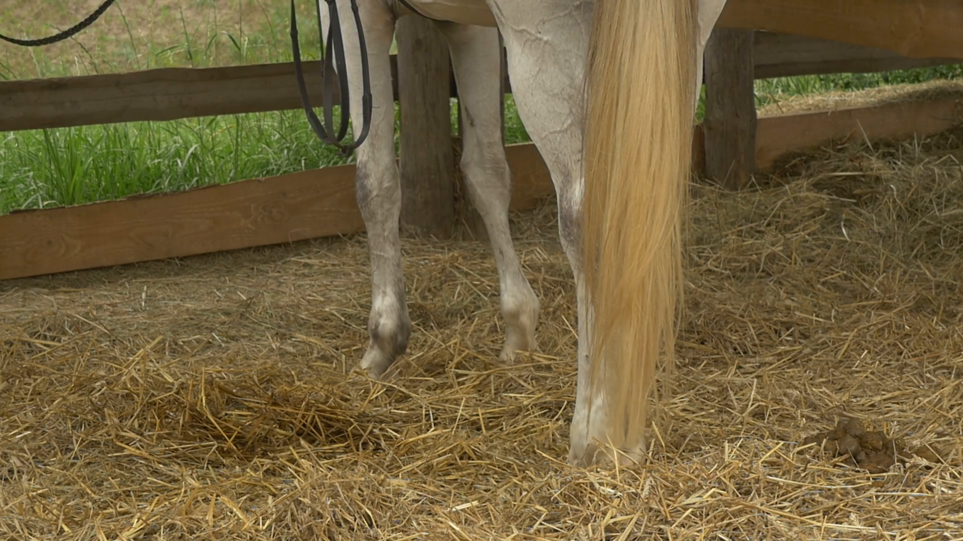 White Horse's Legs Closeup, Stable, Steps, Slow Motion, Hay on the ...