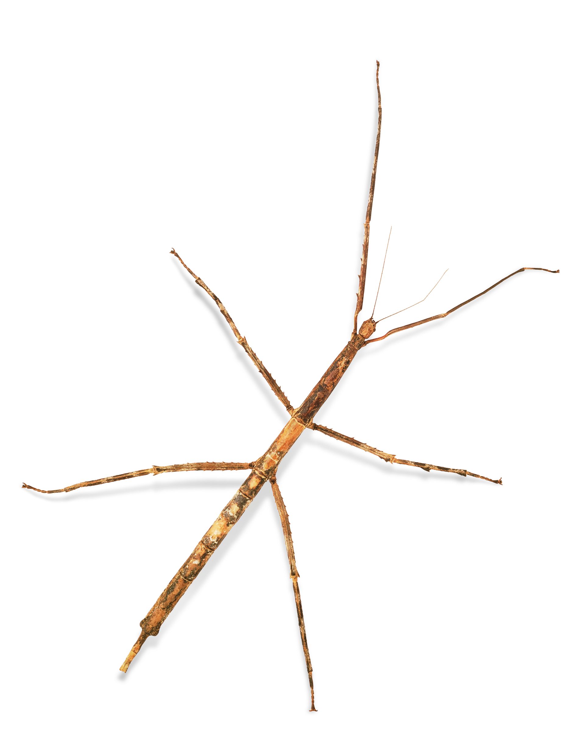 Stick Insect Facts | Stick Insects For Kids | DK Find Out