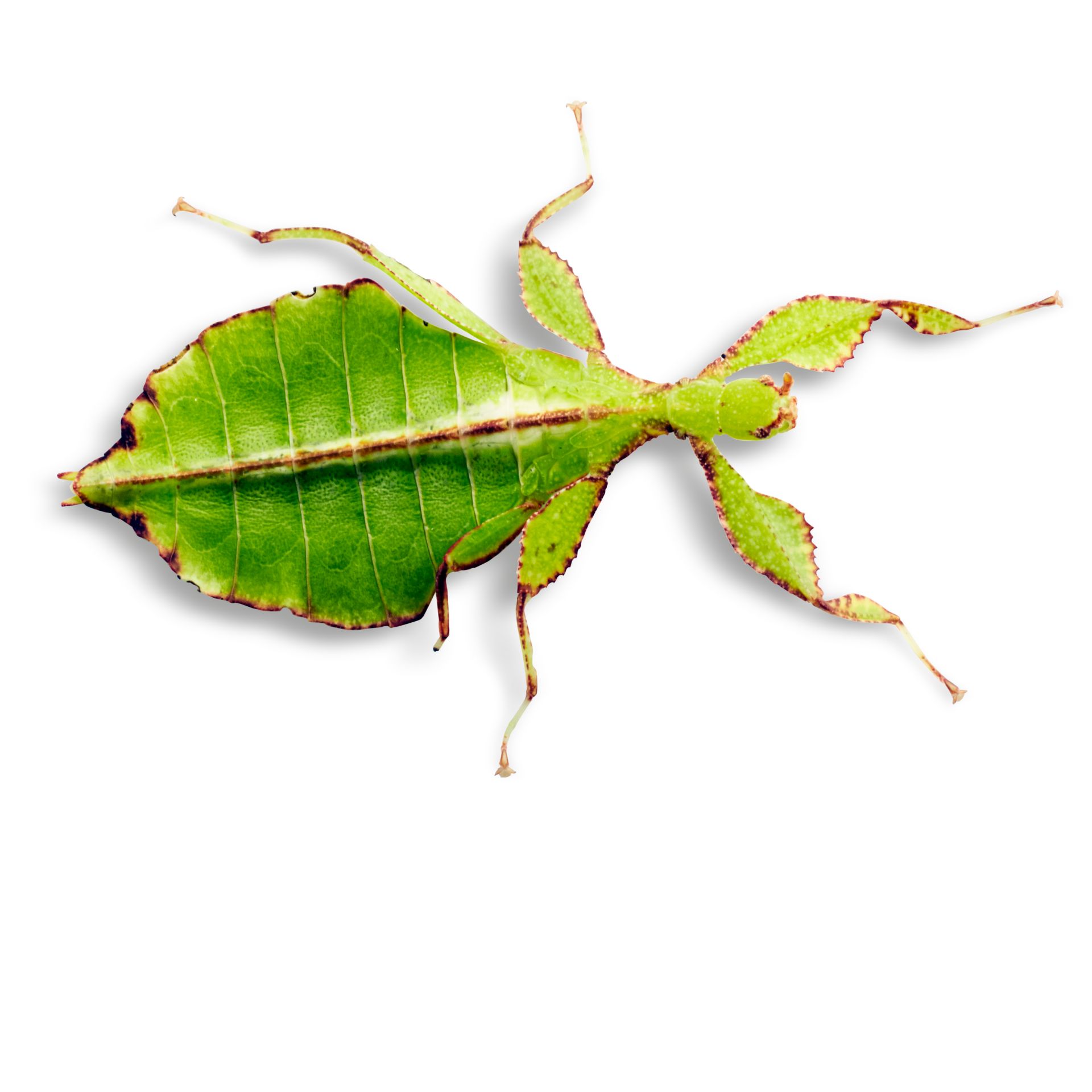 Leaf Insect Facts | What Are Leaf Insects | DK Find Out
