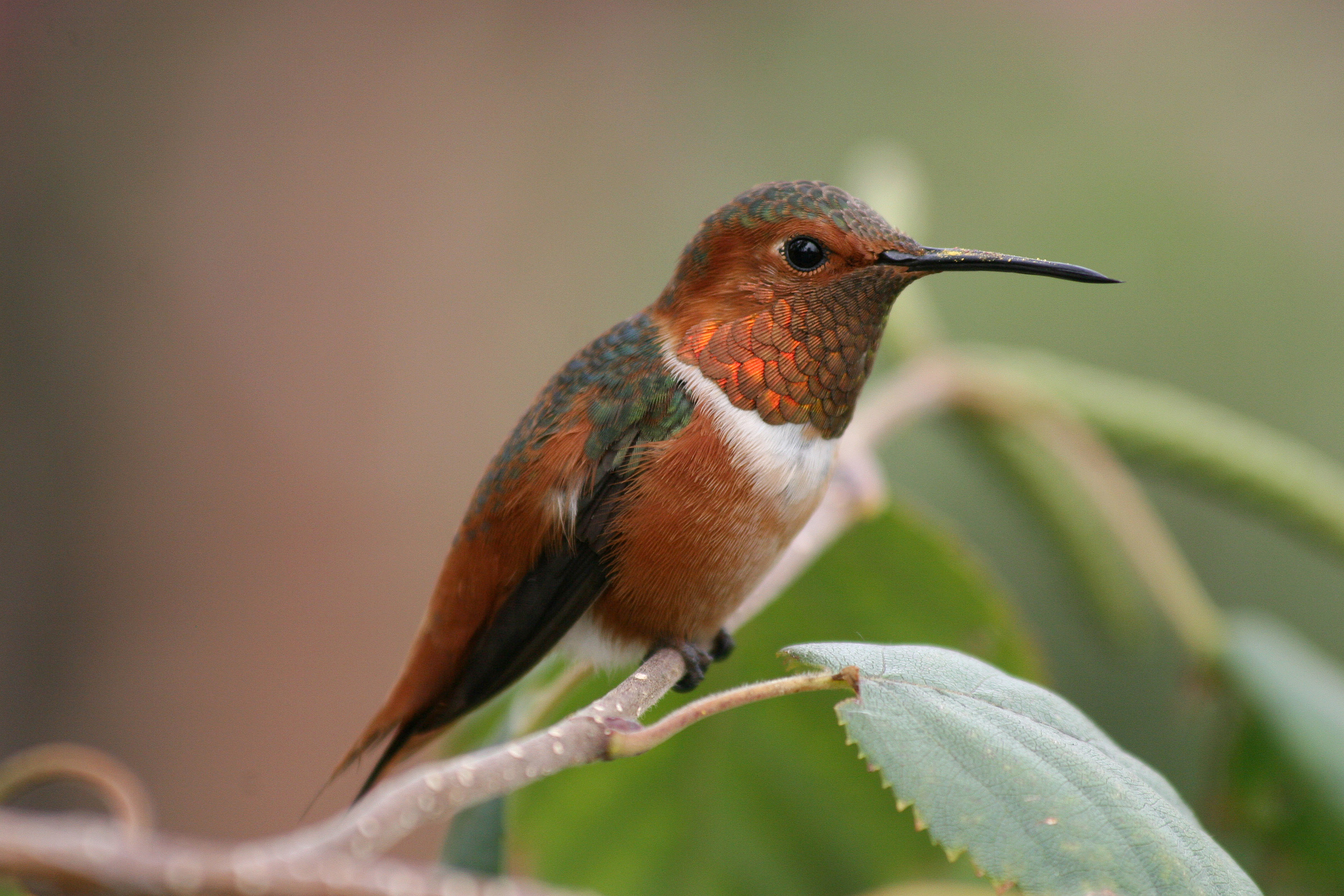 Hummingbird Migration - Hummingbirds Plus