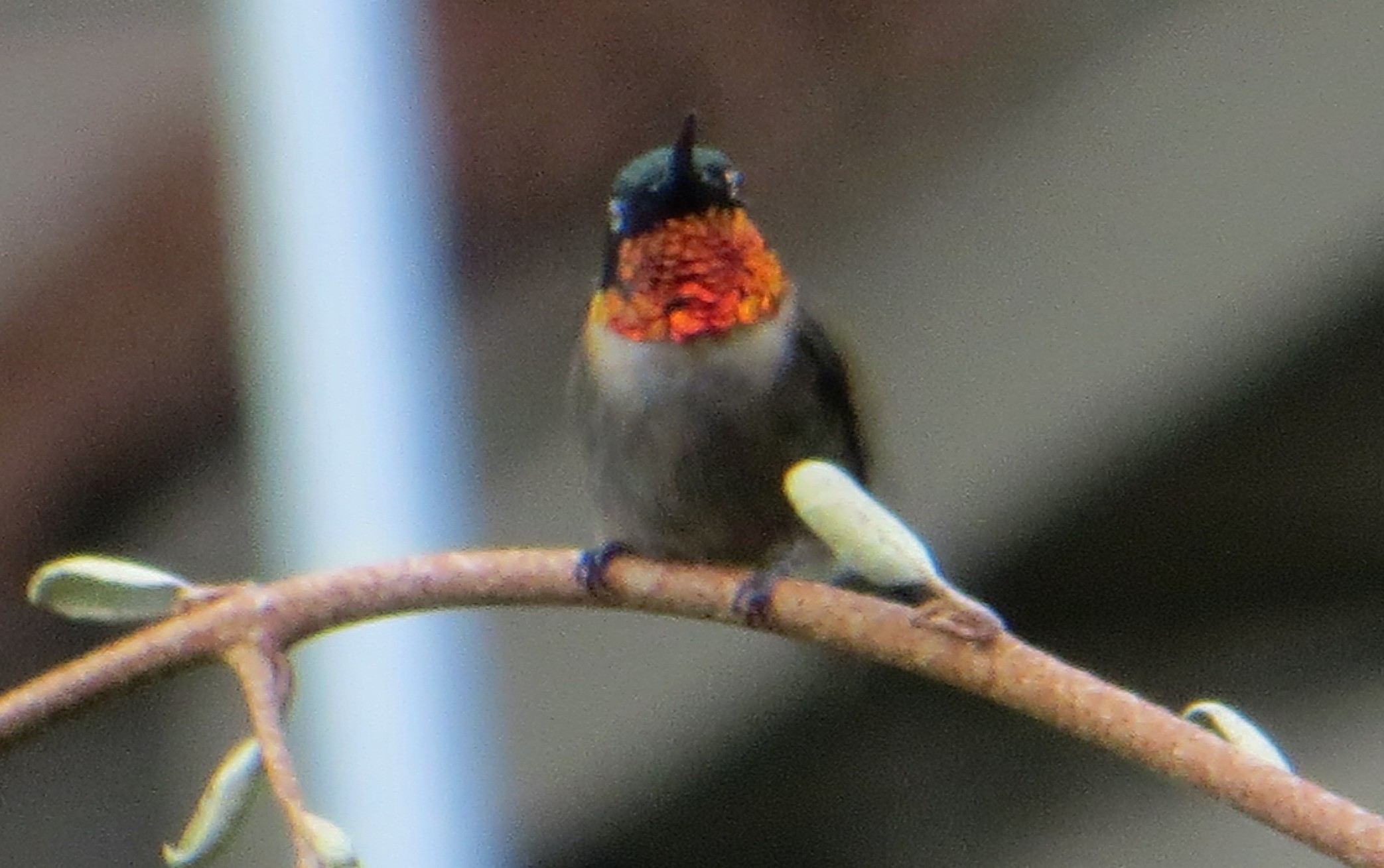 Ruby-throated Hummingbird: “Be still My Soul… God is in Control ...
