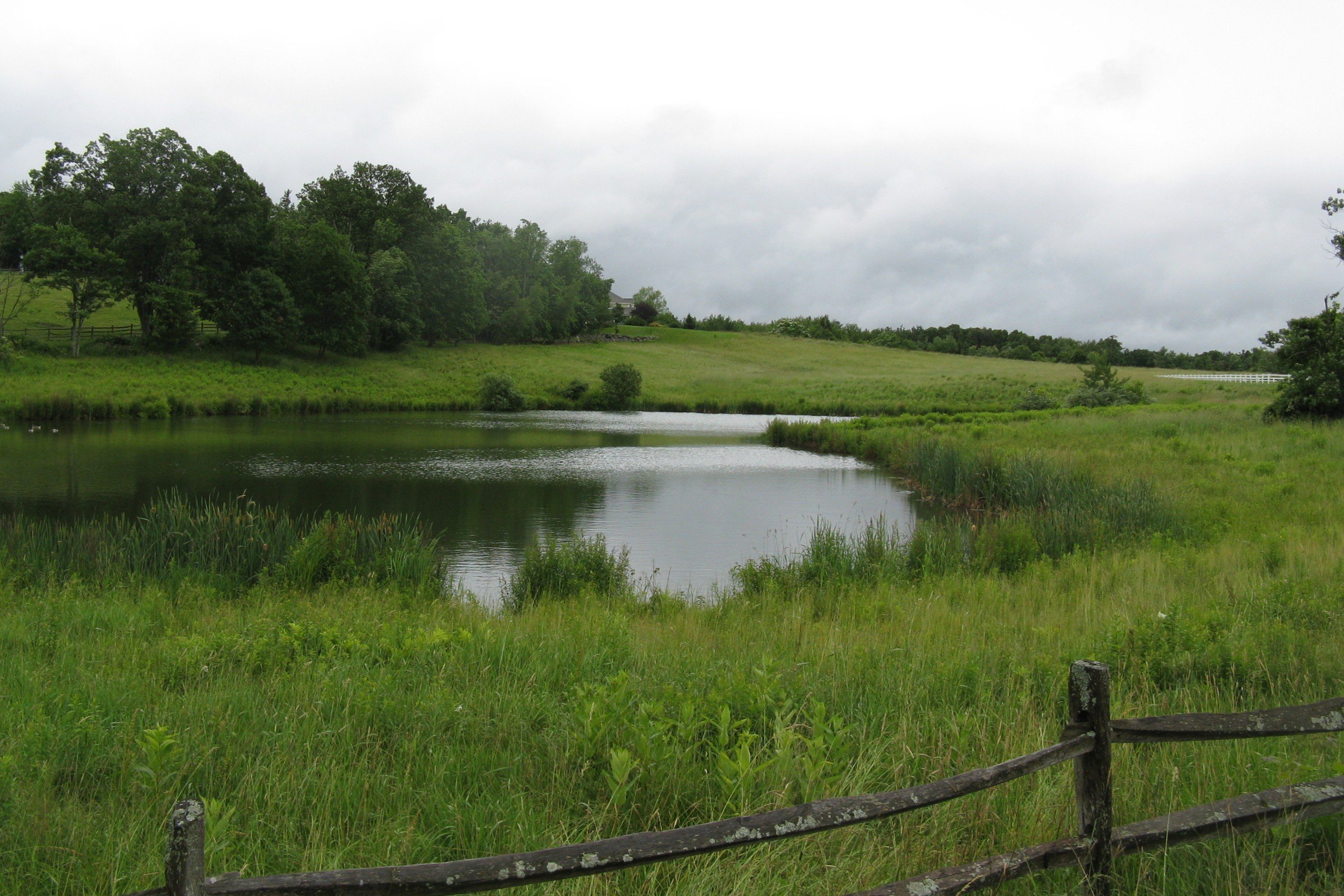 File:Pond off Still River Rd, Still River MA.jpg - Wikimedia Commons