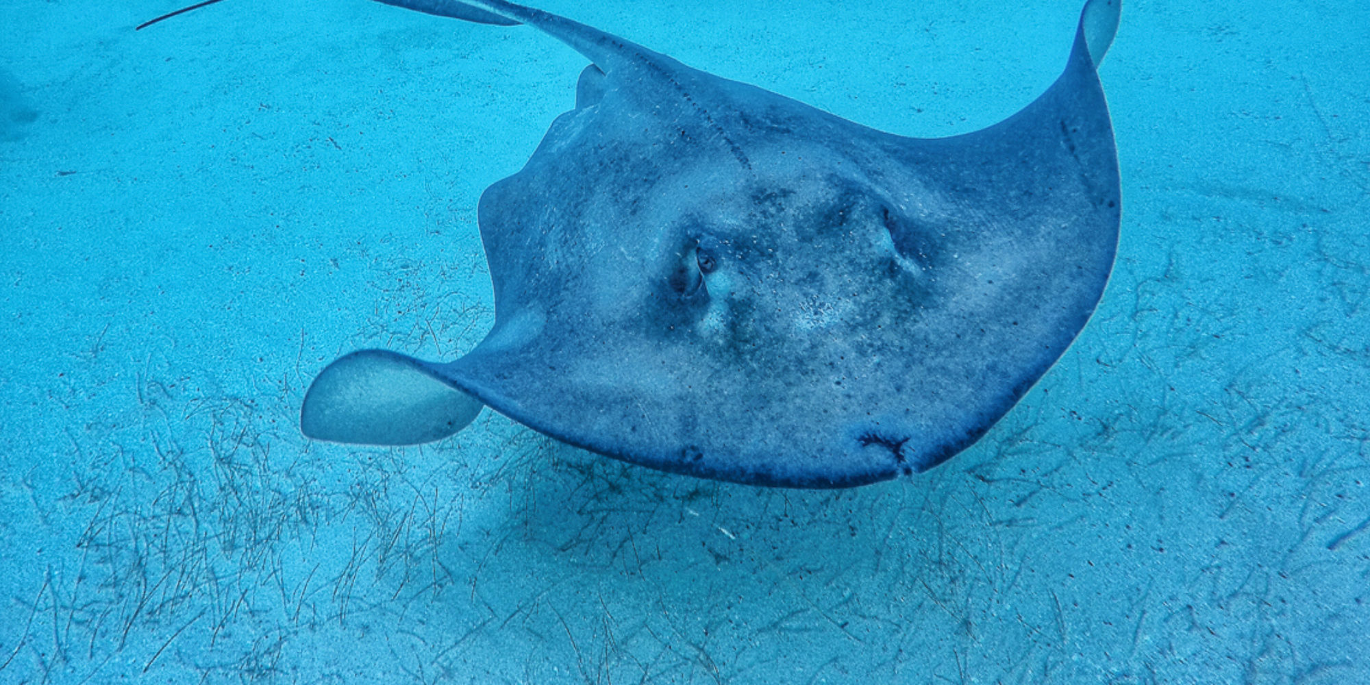 Face to Fin - Diving Stingray City