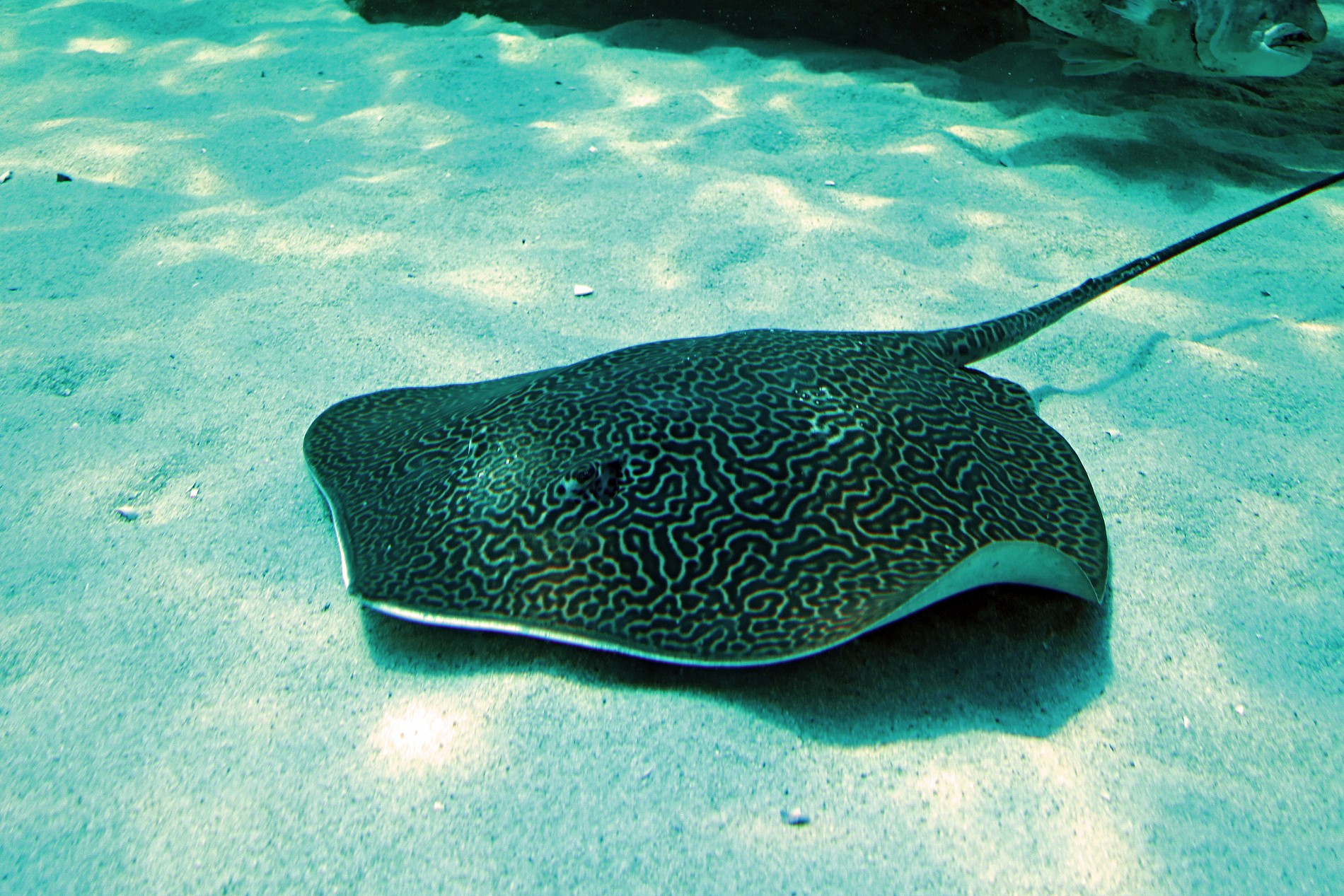 Meet the new honeycomb stingray at the Two Oceans Aquarium – Blog ...