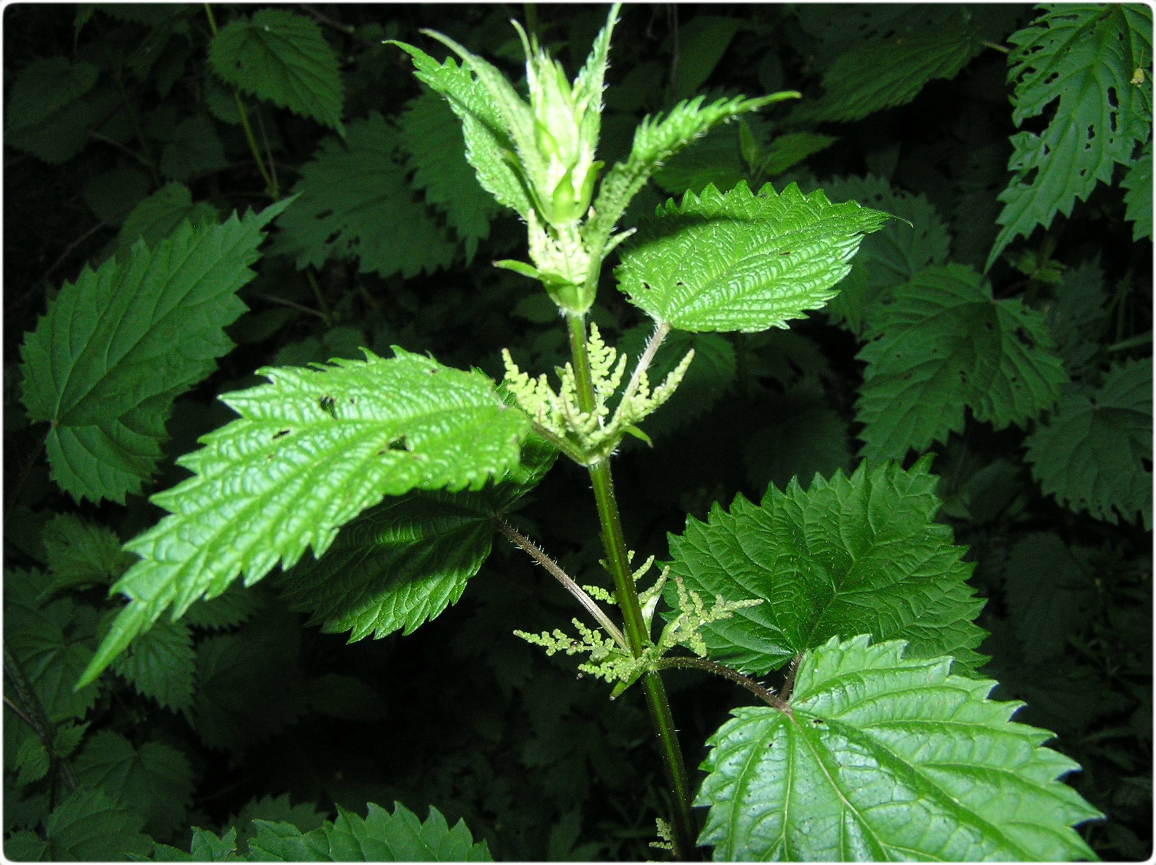 Stinging Nettle Frequently Asked Questions (FAQ) – Wolf Camp and the ...
