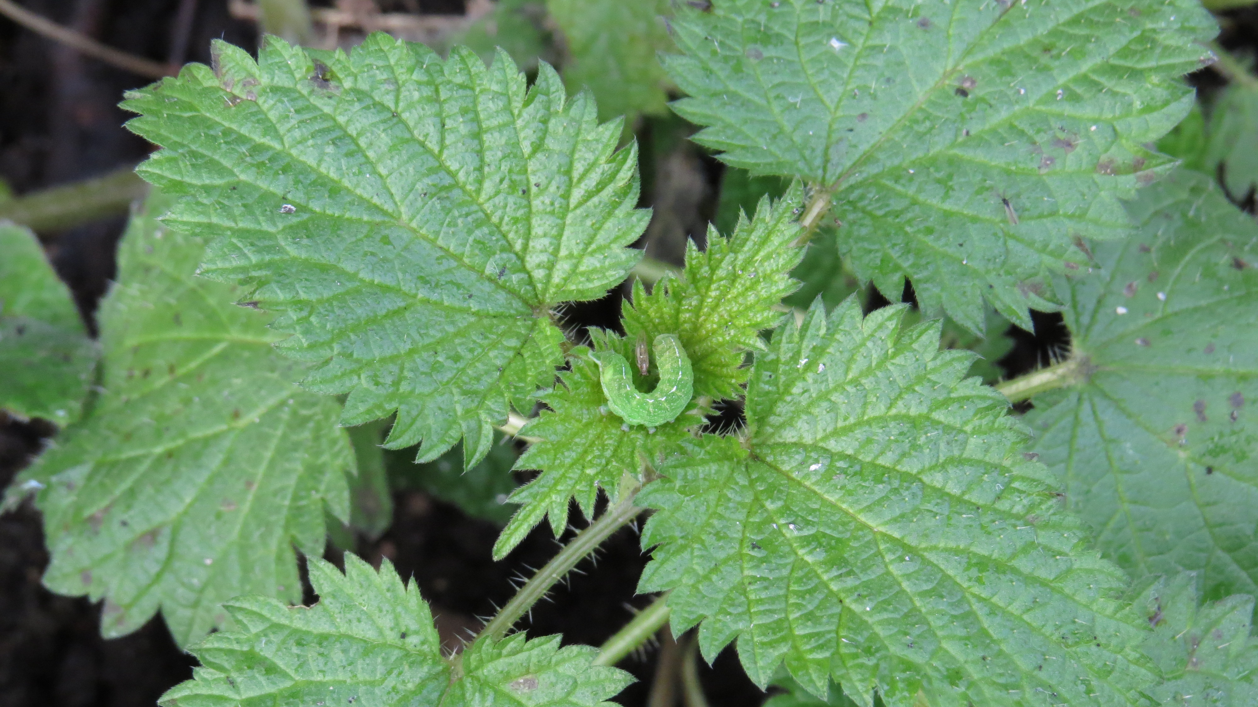 Wednesday Weed – Stinging Nettle (Part One) | Bug Woman – Adventures ...