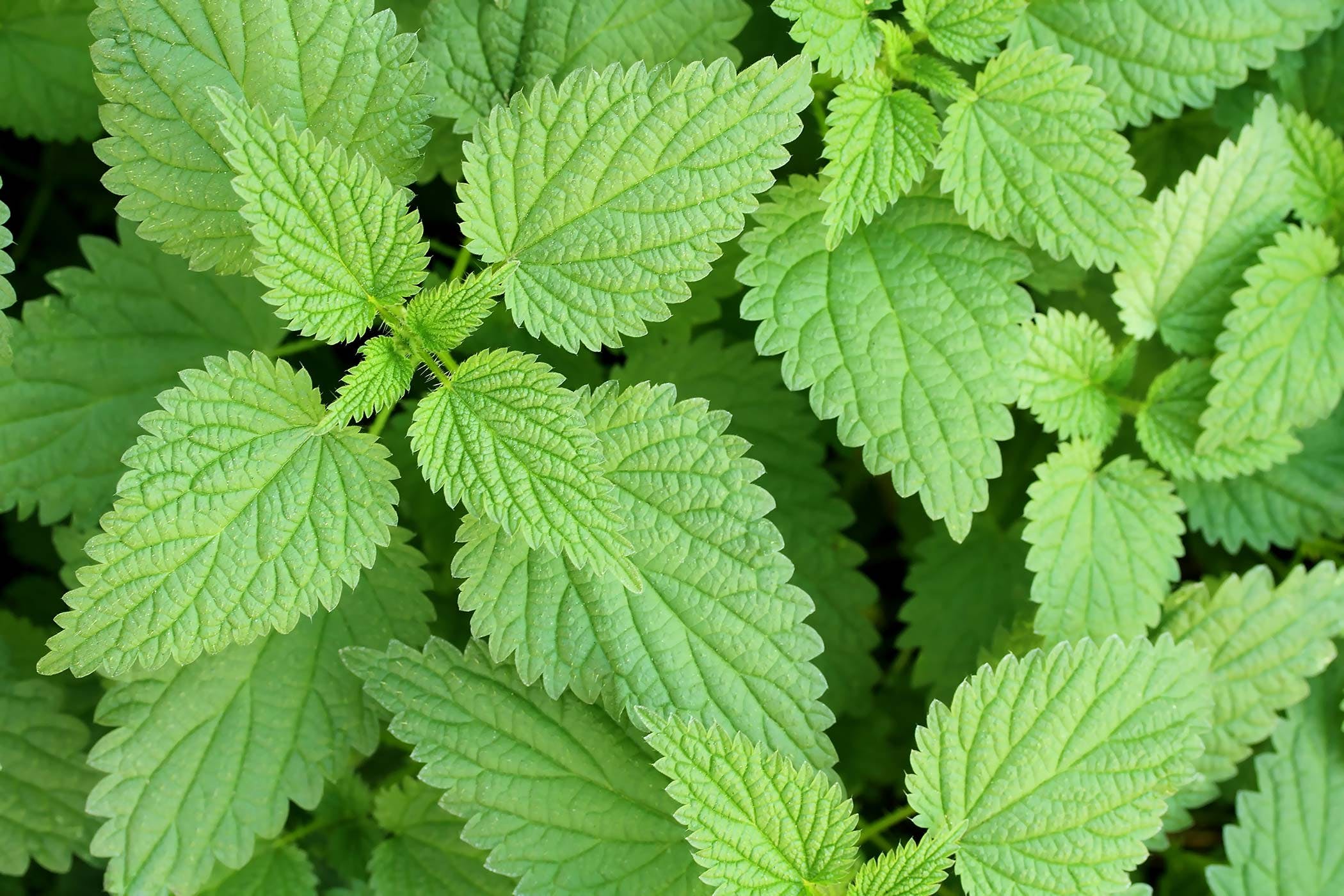 Stinging Nettle Poisoning in Dogs - Symptoms, Causes, Diagnosis ...