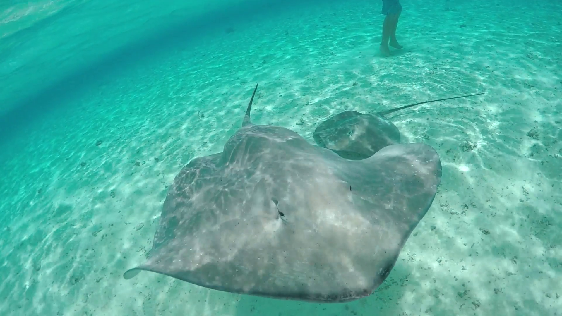 SLOW MOTION CLOSE UP: Wild stingrays swimming in blue lagoon Stock ...