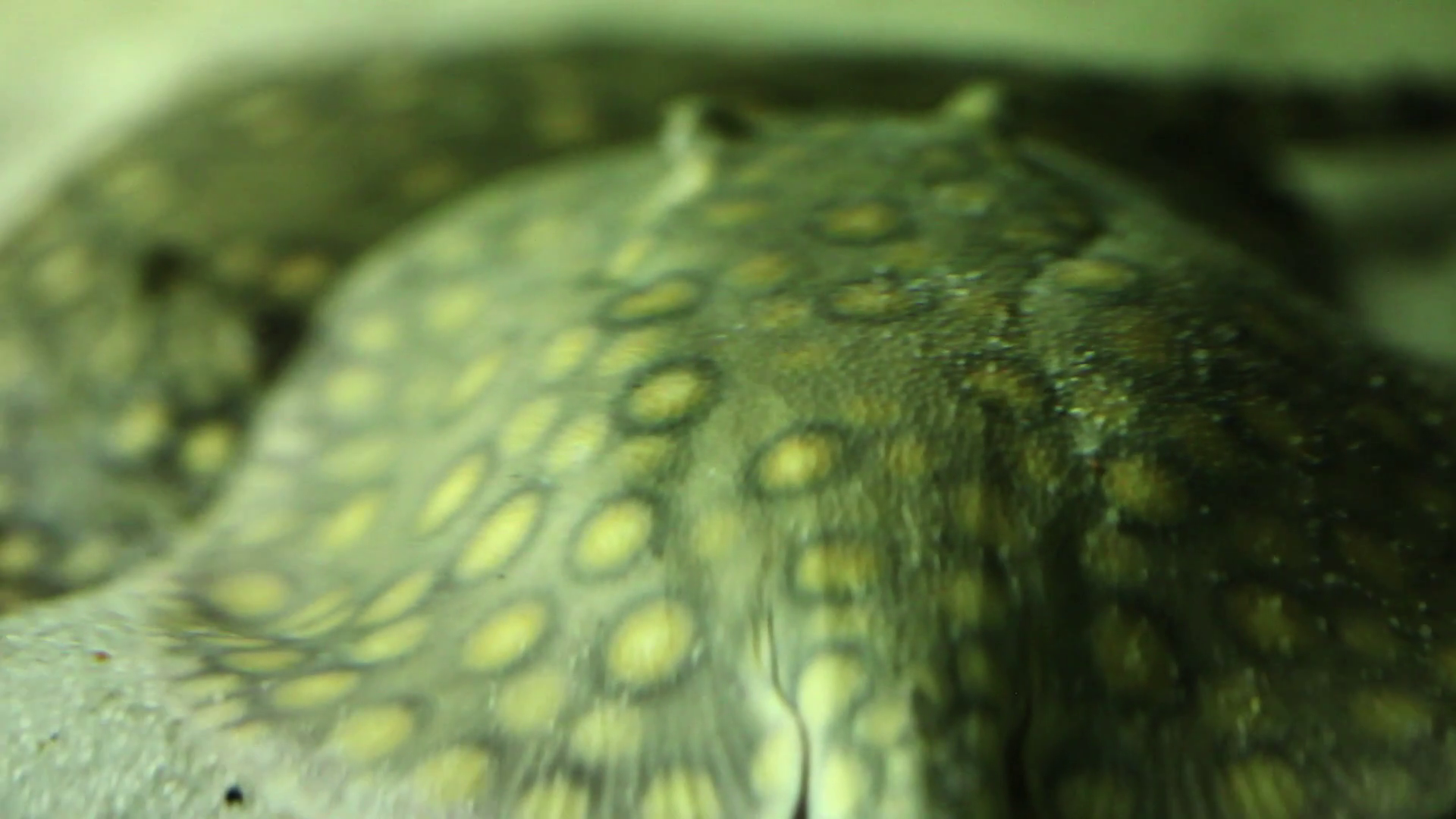Stingray (Dasyatis brevis), feeding in the sand of the aquarium ...