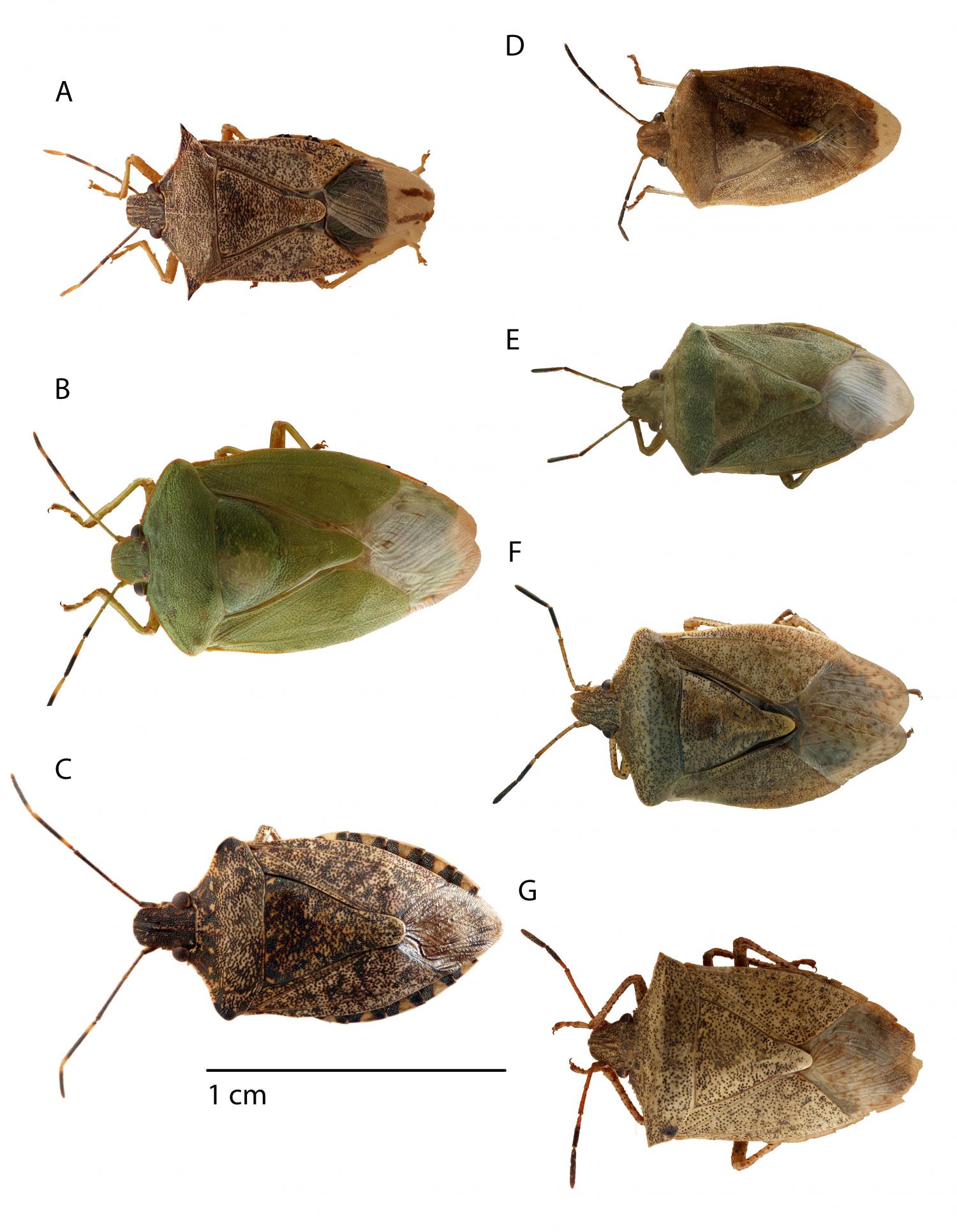 Stink bugs: Free guide for agricultural integrated pest management