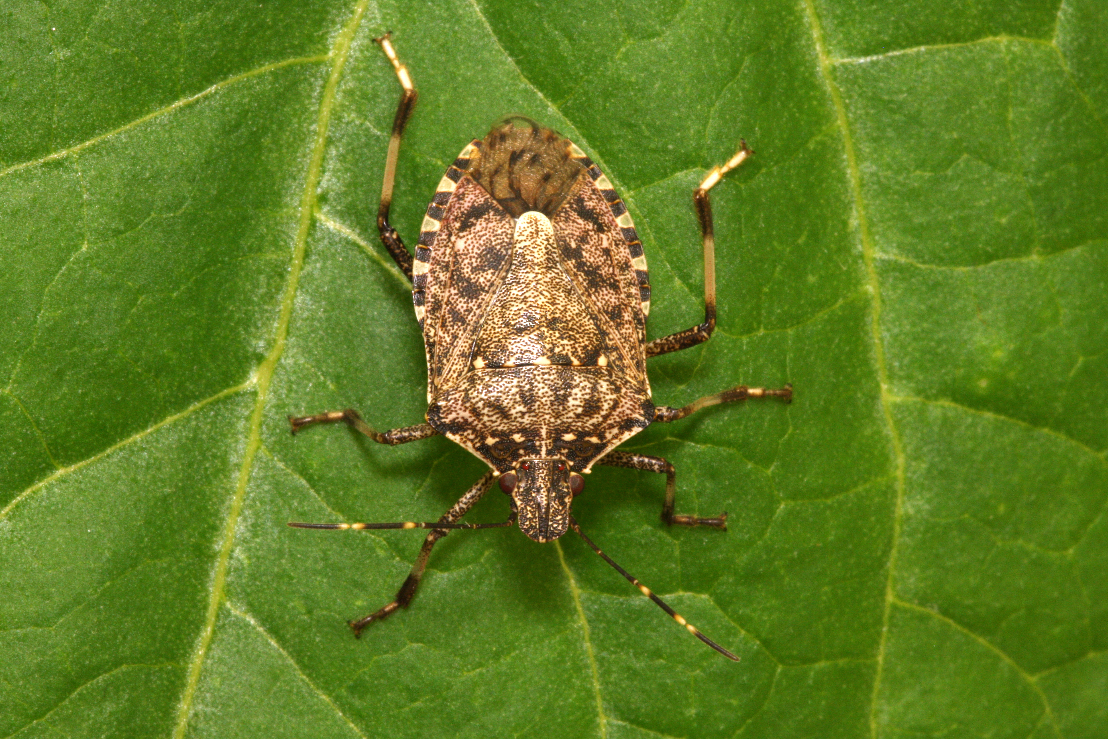The stink bug invasion and what it means for you, your home and ...