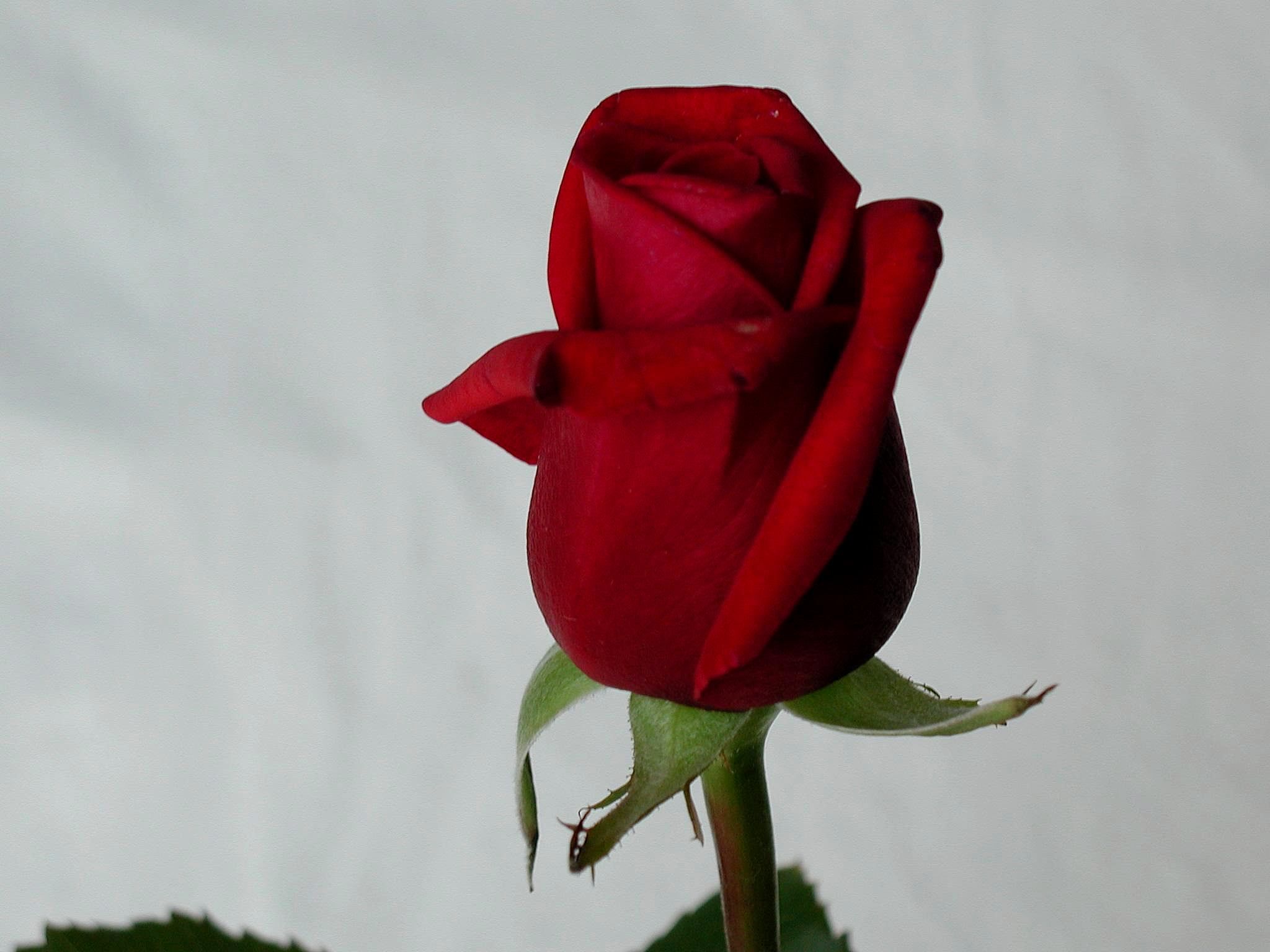 File:Red rose stock image.jpg - Wikimedia Commons