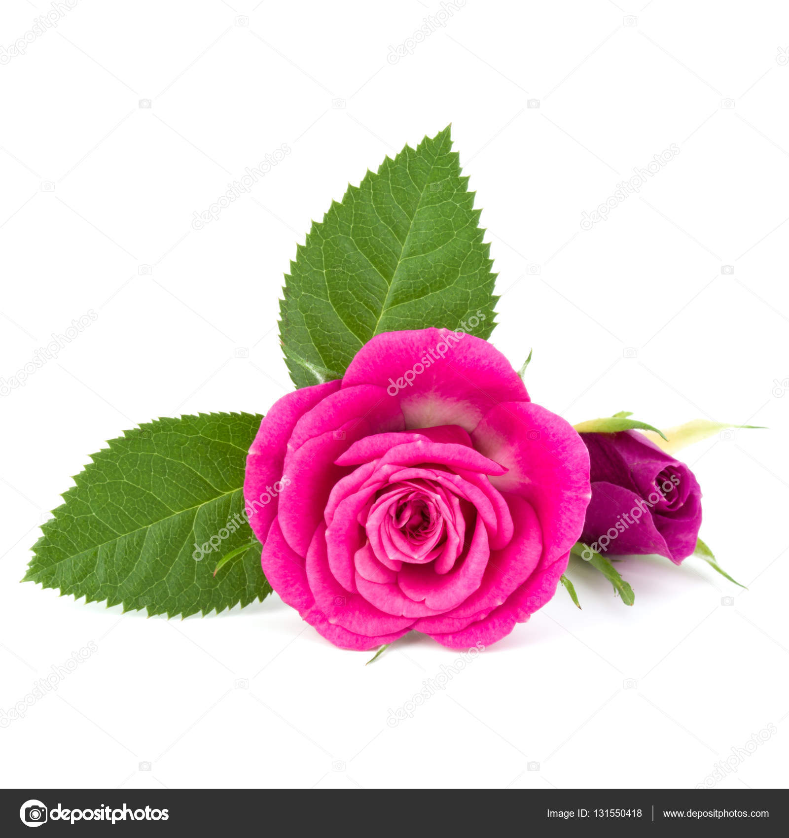 pink rose flower heads — Stock Photo © natika #131550418