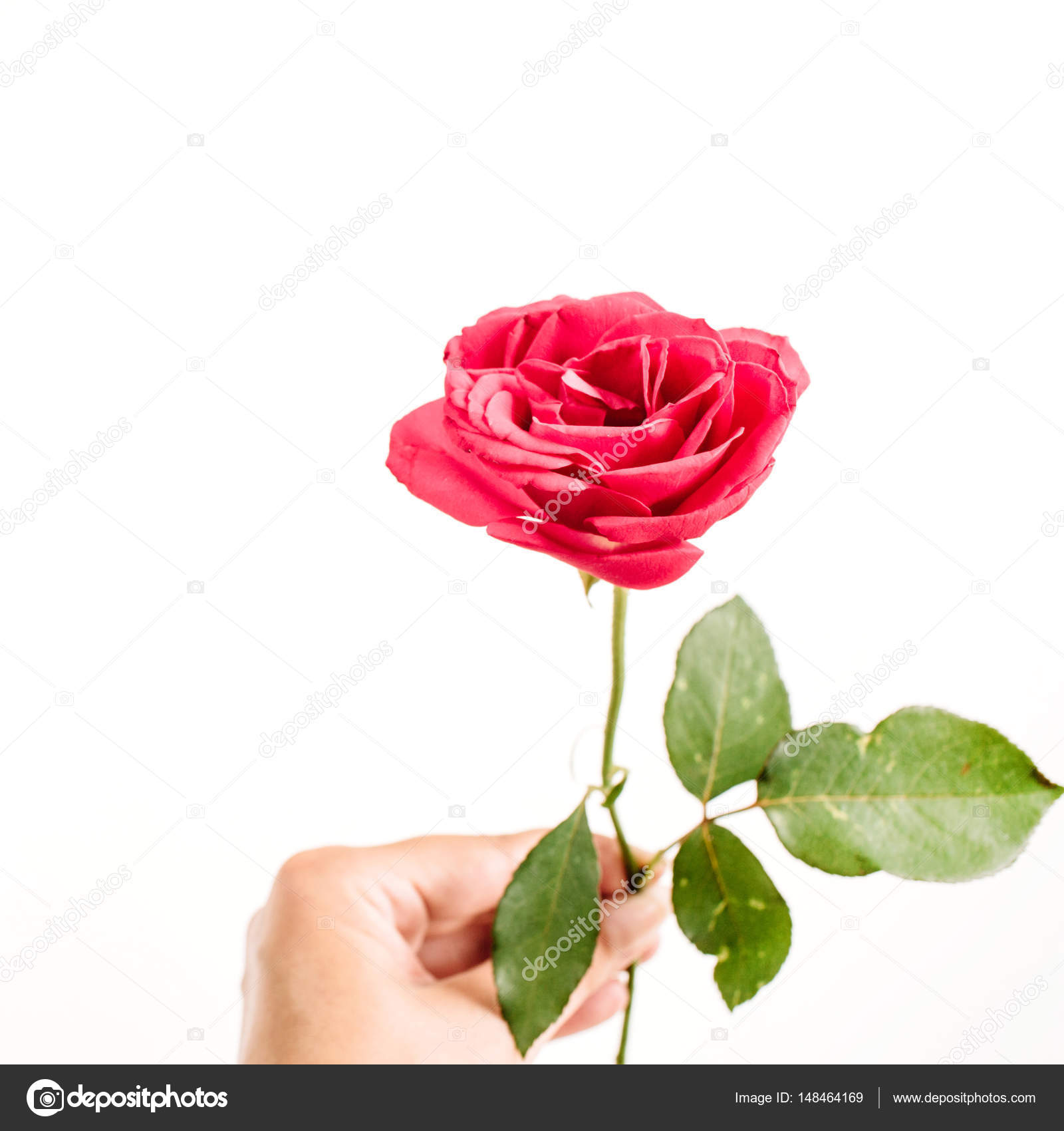 Beautiful red rose flower — Stock Photo © maximleshkovich #148464169