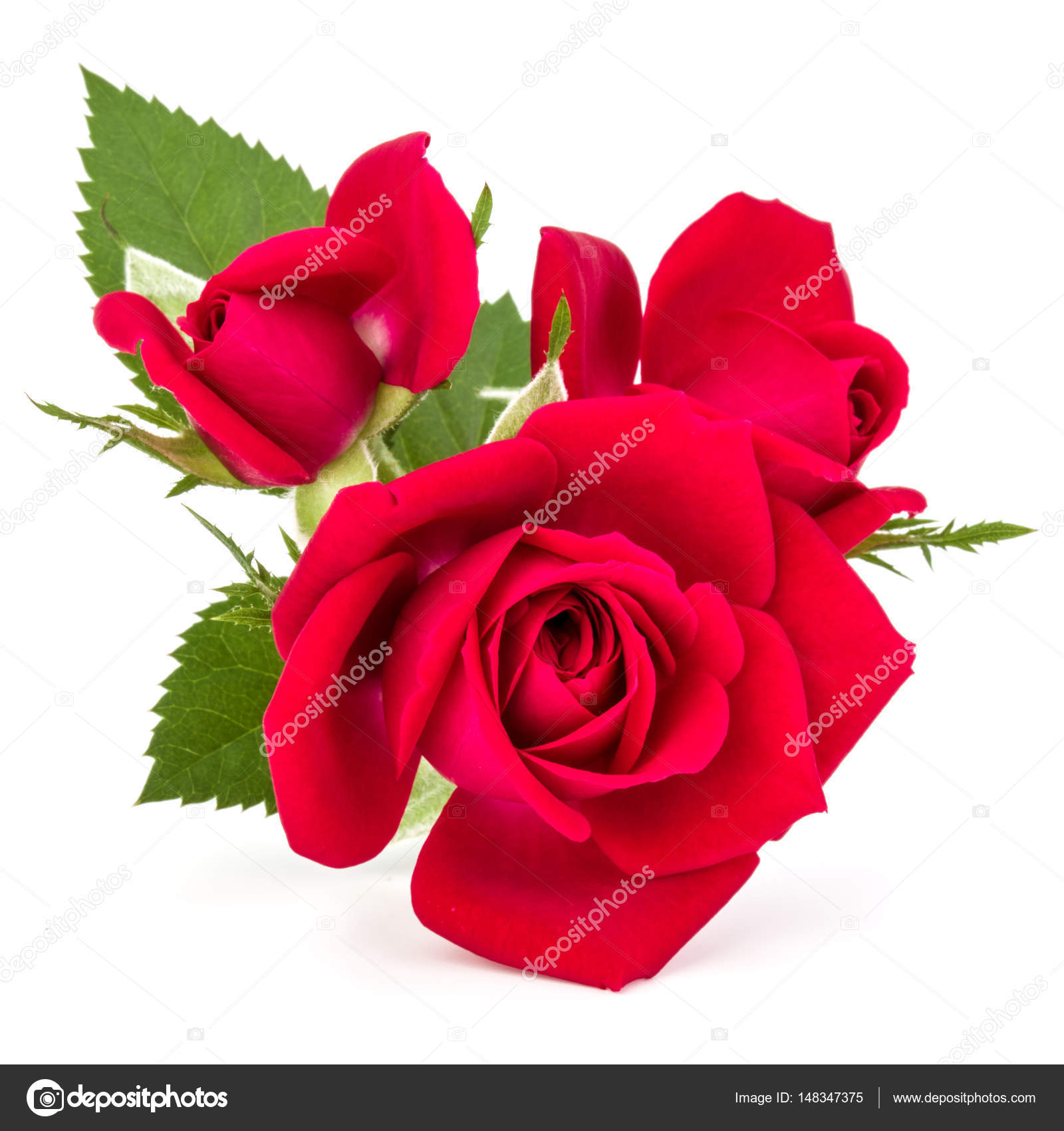 red rose flowers — Stock Photo © natika #148347375