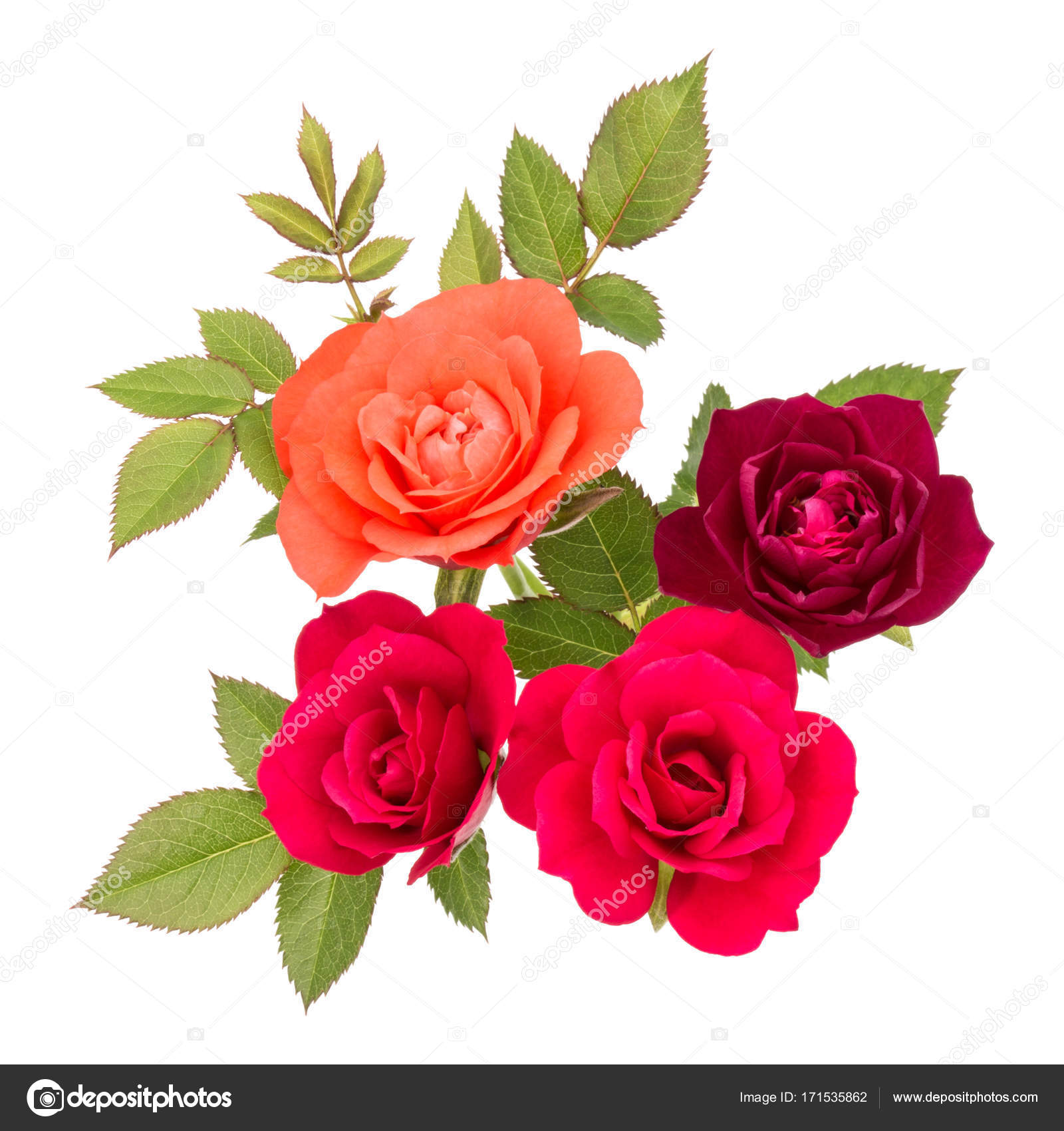 Rose flower bouquet with green leaves — Stock Photo © natika #171535862