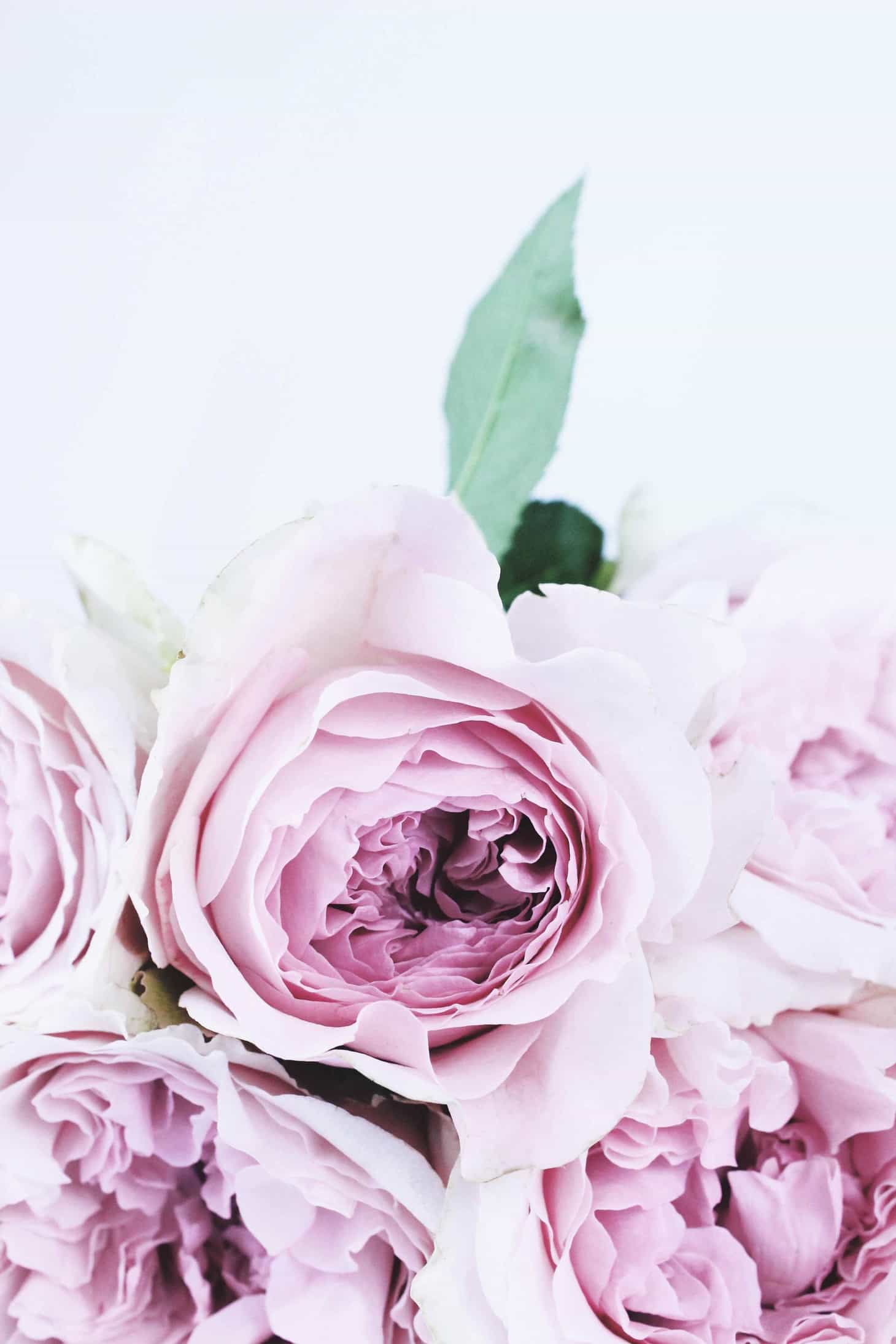 Styled Stock Images of Pink Roses & Photo Bundle - The Smell of ...