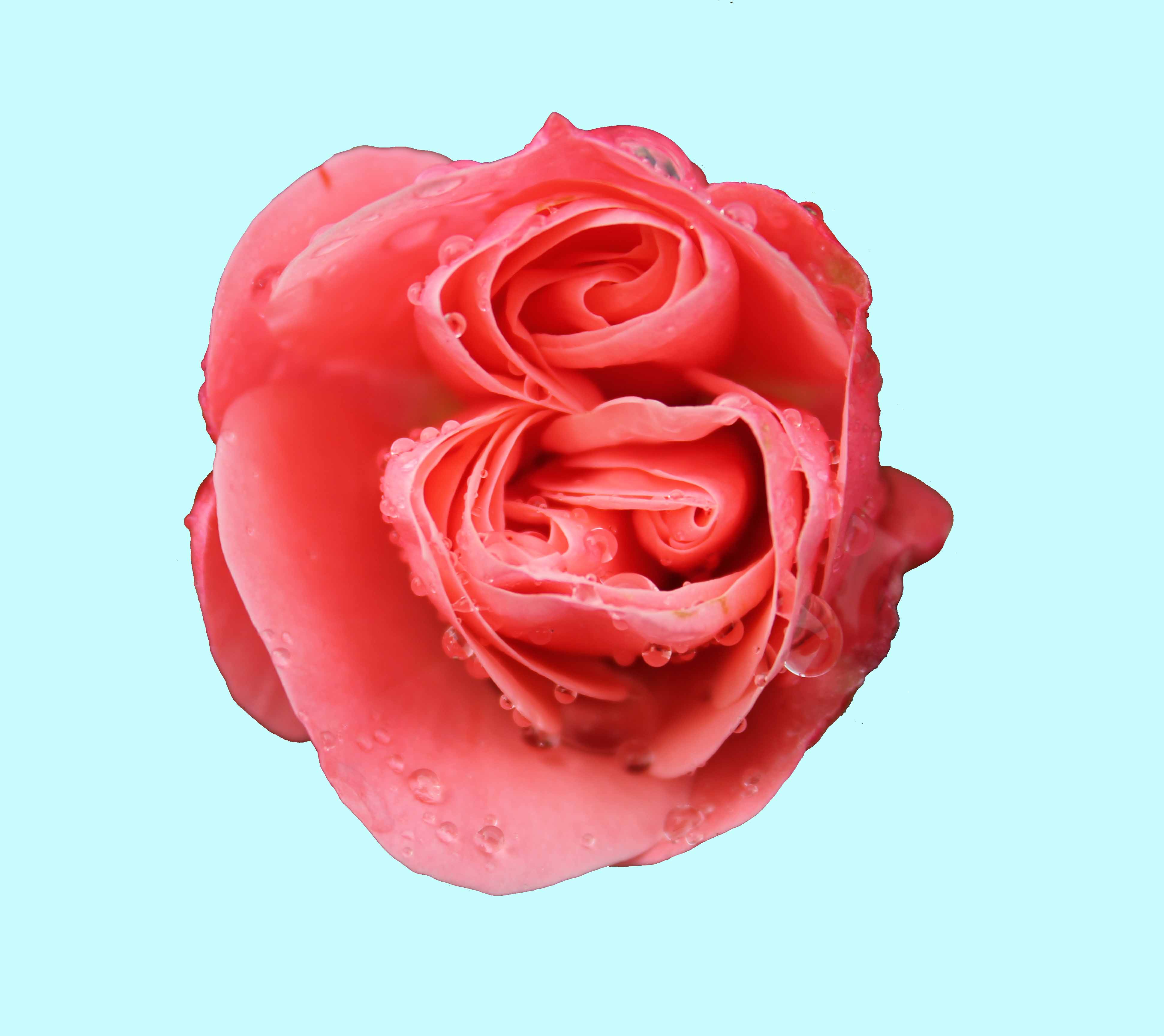 Pink Rose PSD by Avahlon-Stock on DeviantArt