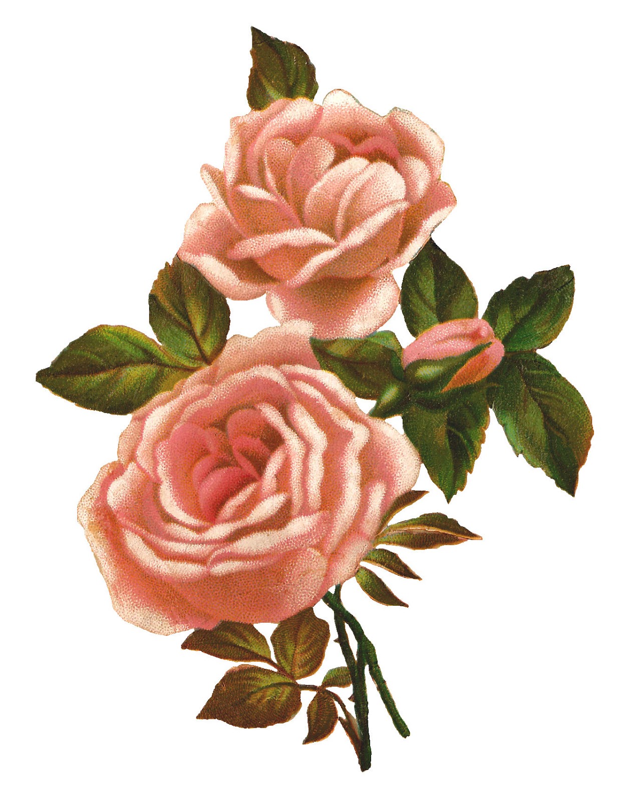 Antique Images: Pink Rose Stock Image Vintage Shabby Flower Clip Art