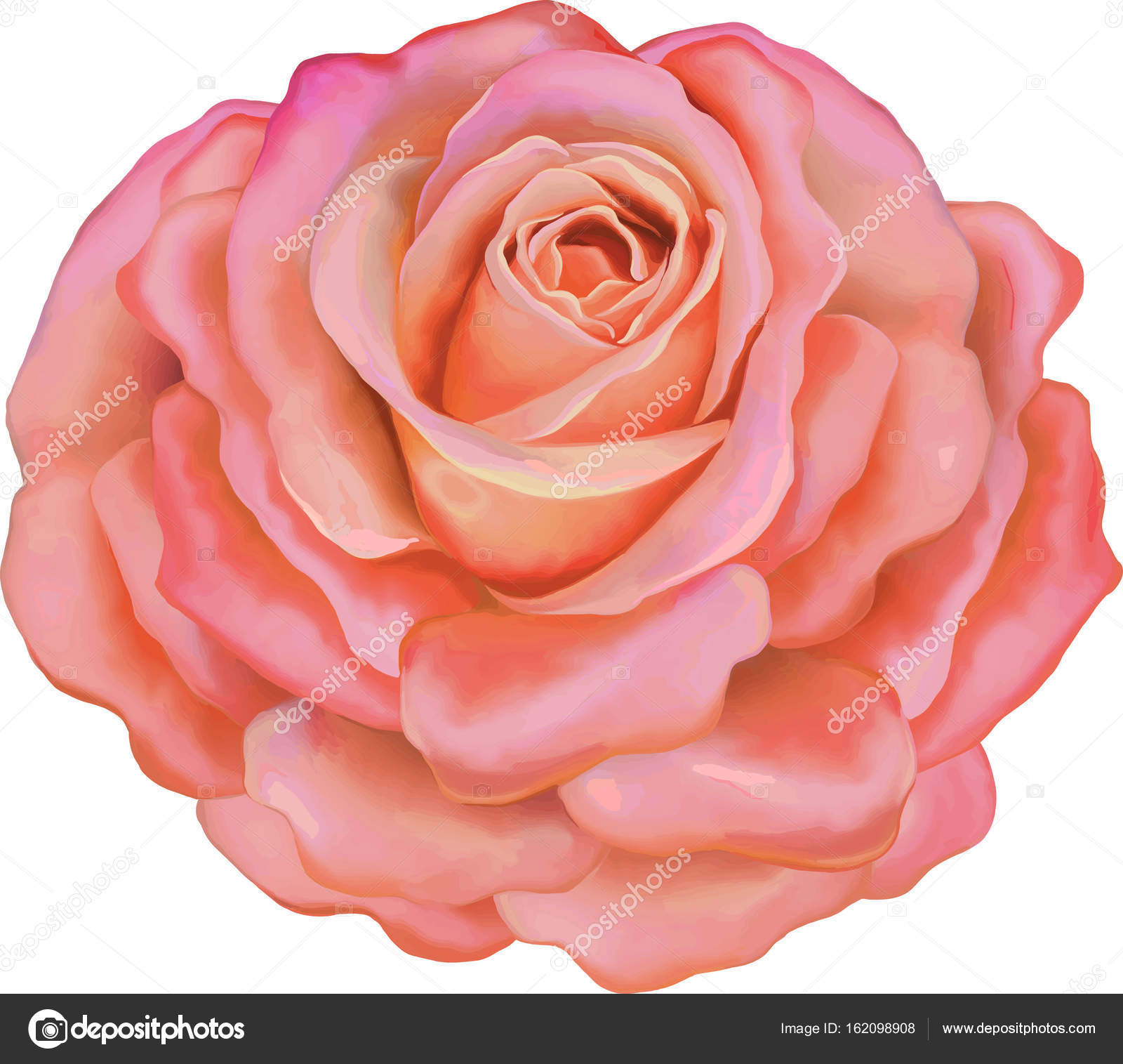 Beautiful light pink Rose Flower — Stock Photo © artnature #162098908