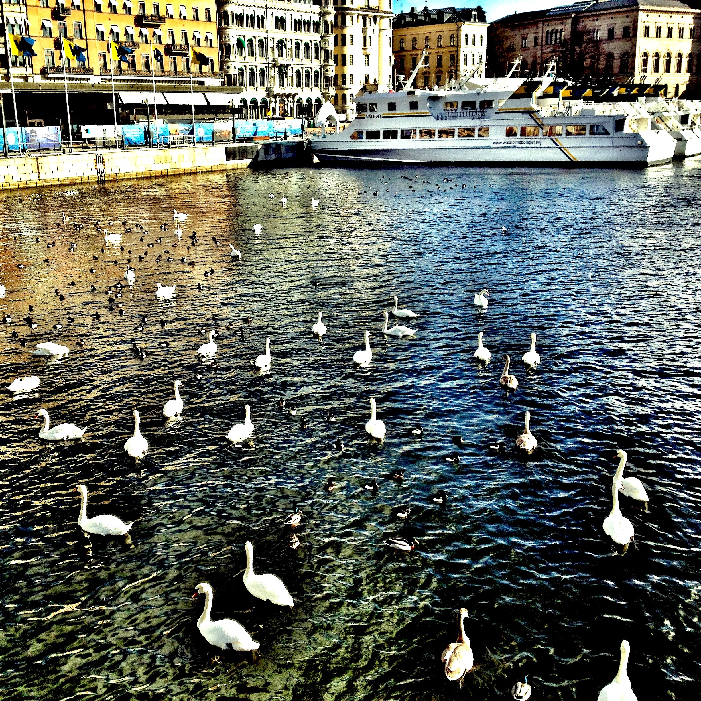 Stockholm  swan photo