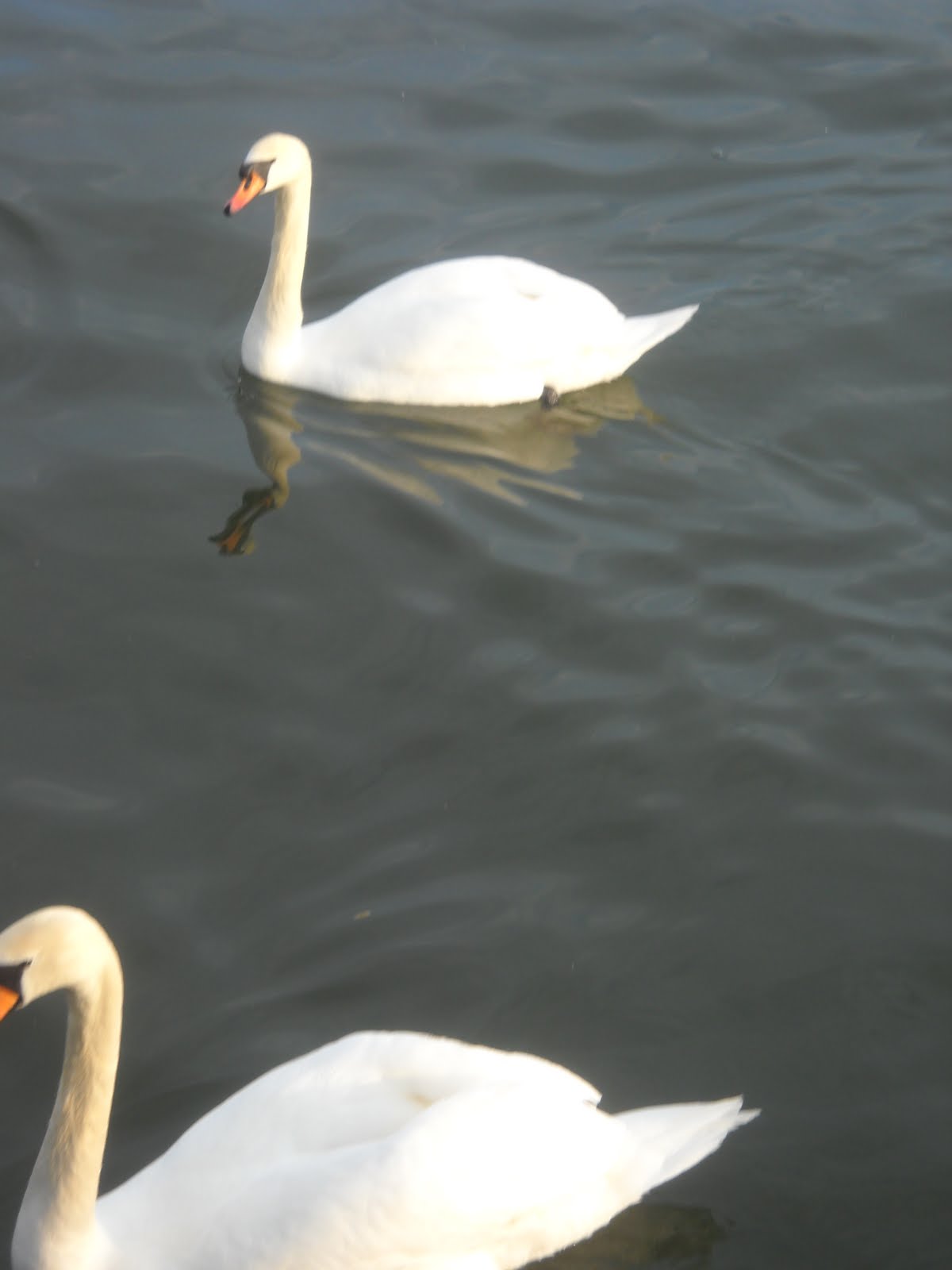 My Drop of Sweden: Swans in Stockholm...