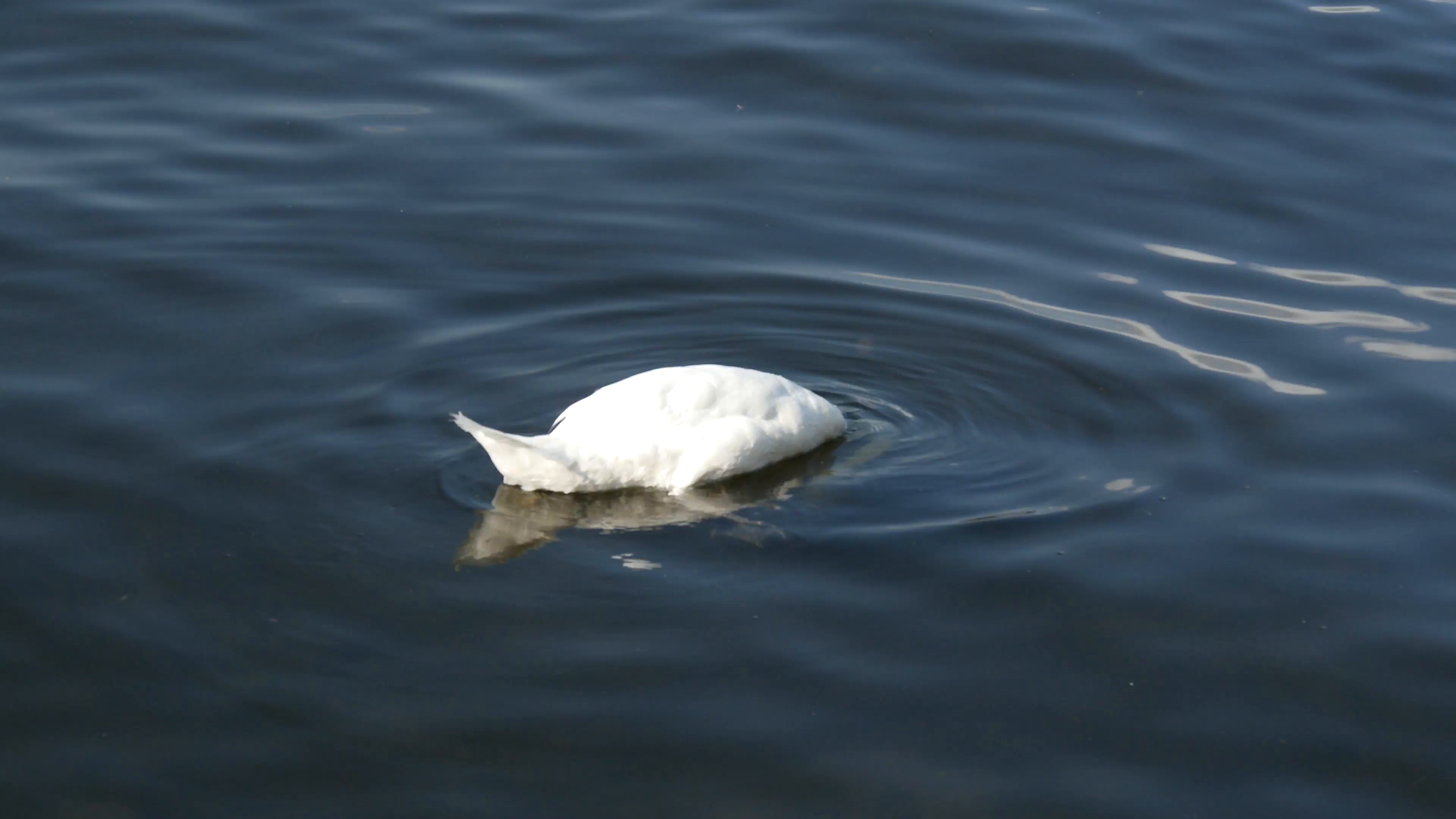 Swan eating from the bottum of the lake in Stockholm Sweden Stock ...