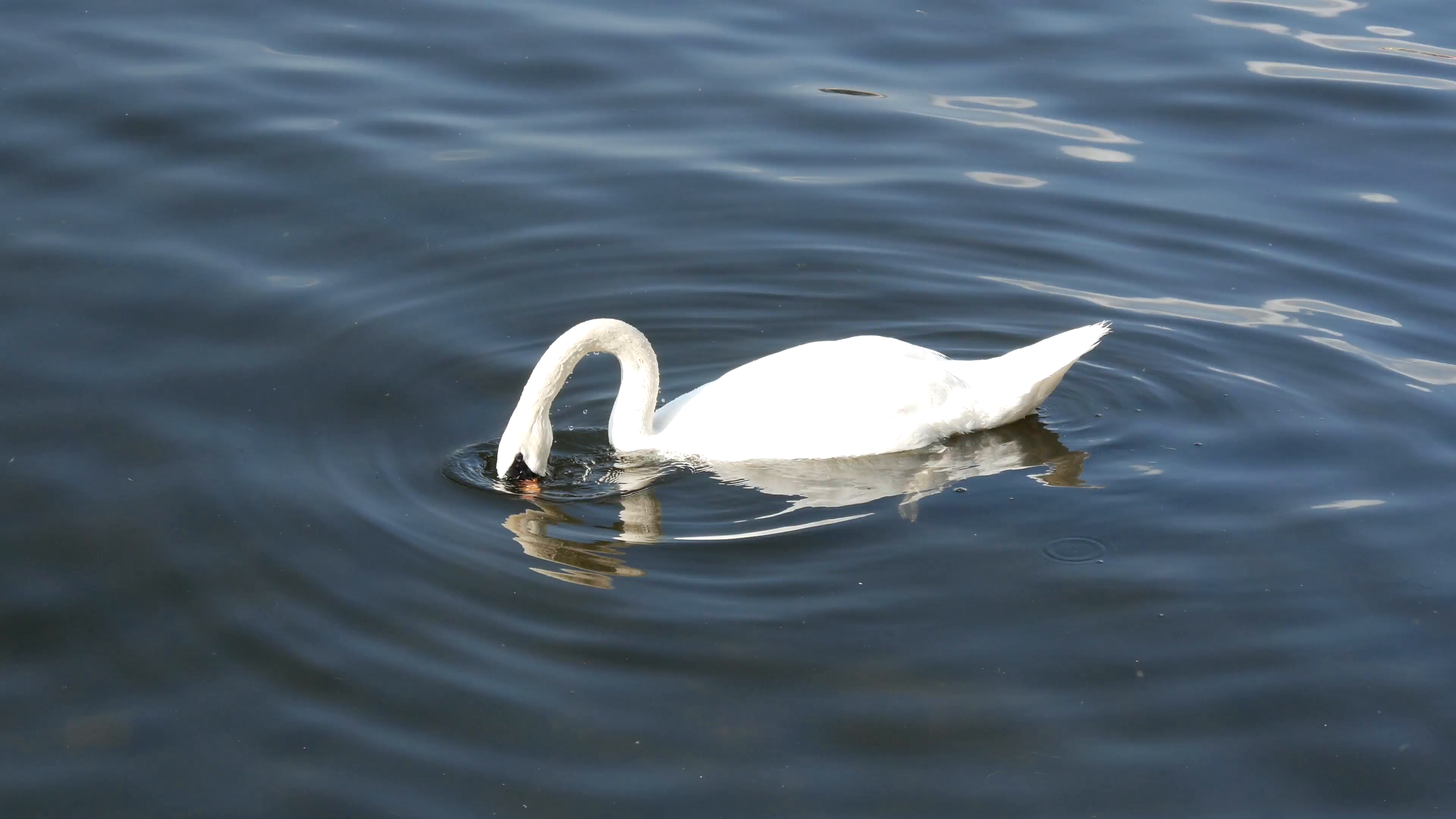 Swan looking for food in Stockholm Sweden Stock Video Footage ...
