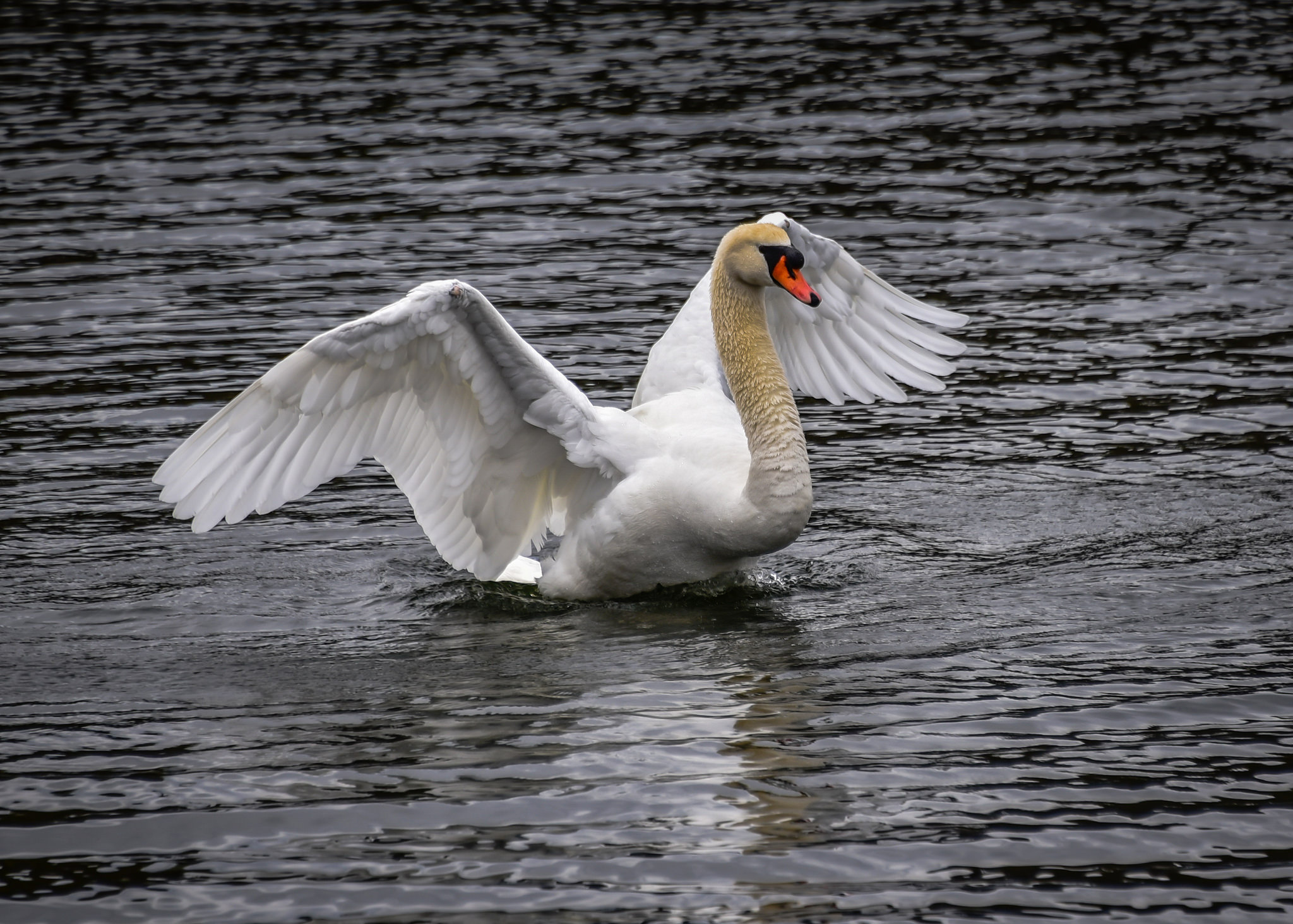 White Swan at Drottningholms Slott - Drottningholm Royal Palace ...