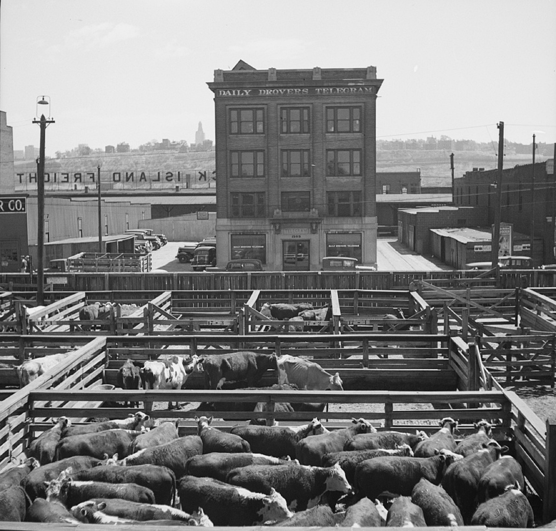 Stockyards, Animal, Beef, Bull, Farm, HQ Photo