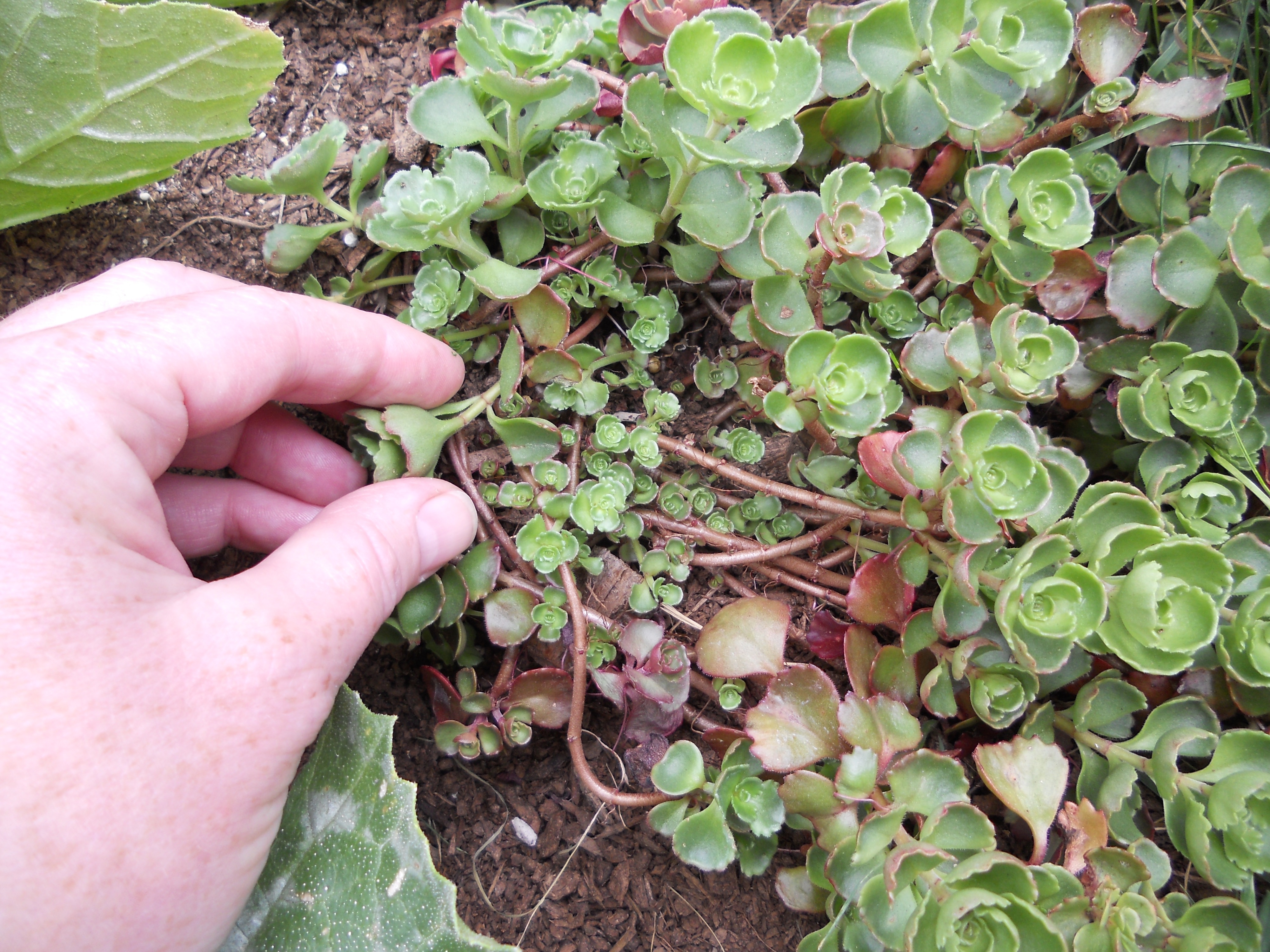 The Missing Garden Ingredient: Patience | The Mini Garden Guru From ...