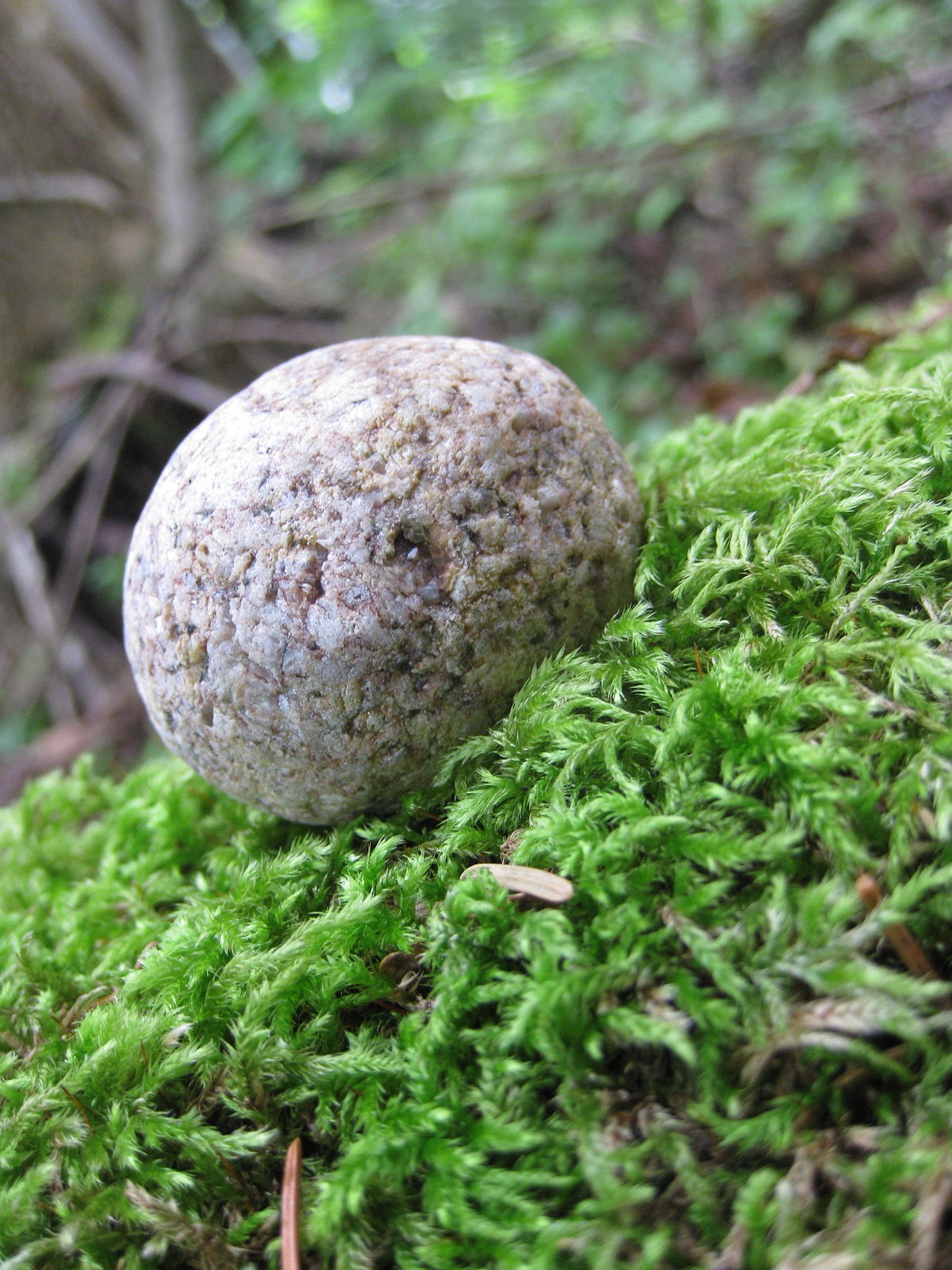 A rolling stone gathers no moss - Wikipedia