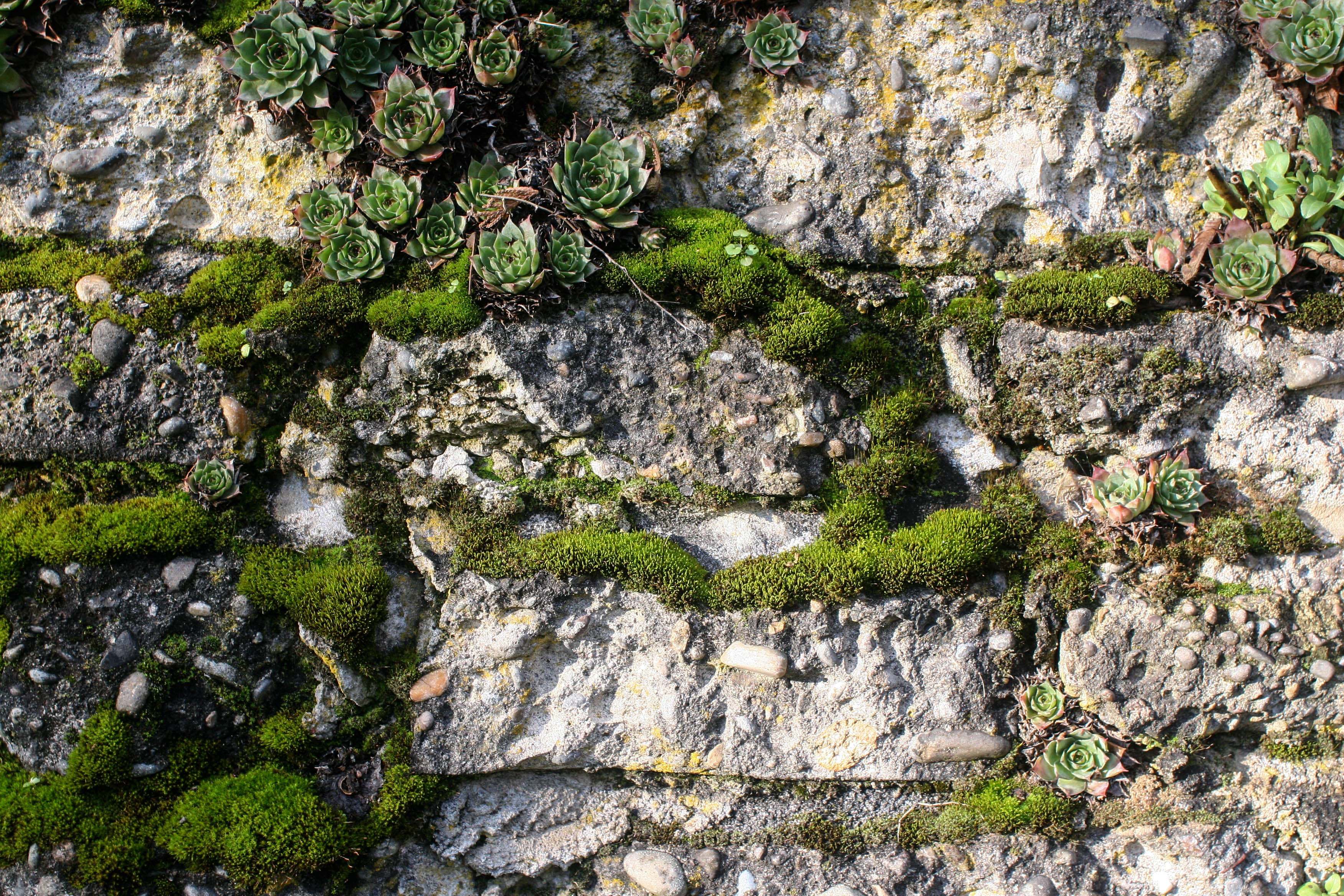 Closeups: moss | gather and grow