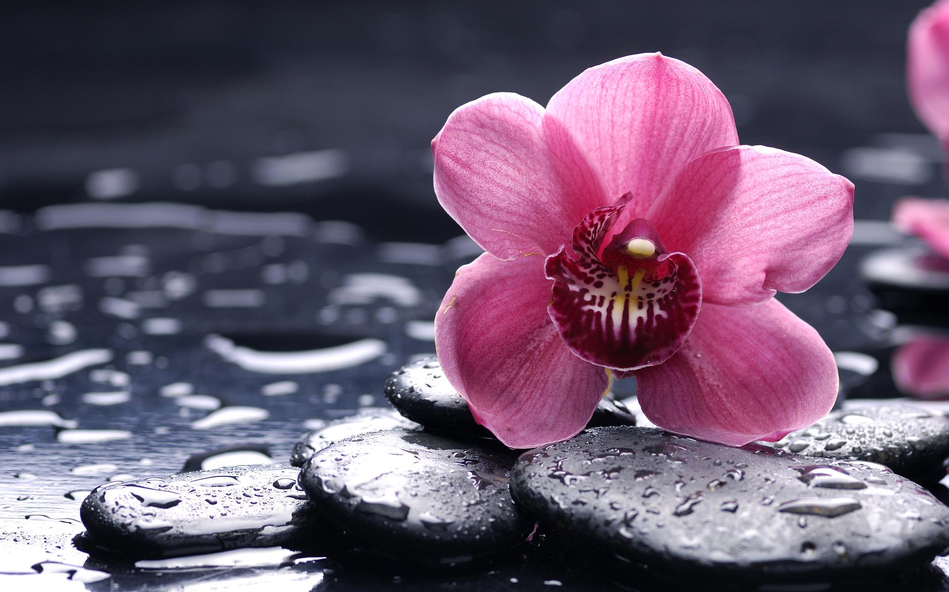 Wallpaper Pink Flower And Stones - 1920 x 1198 - Nature Flowers ...