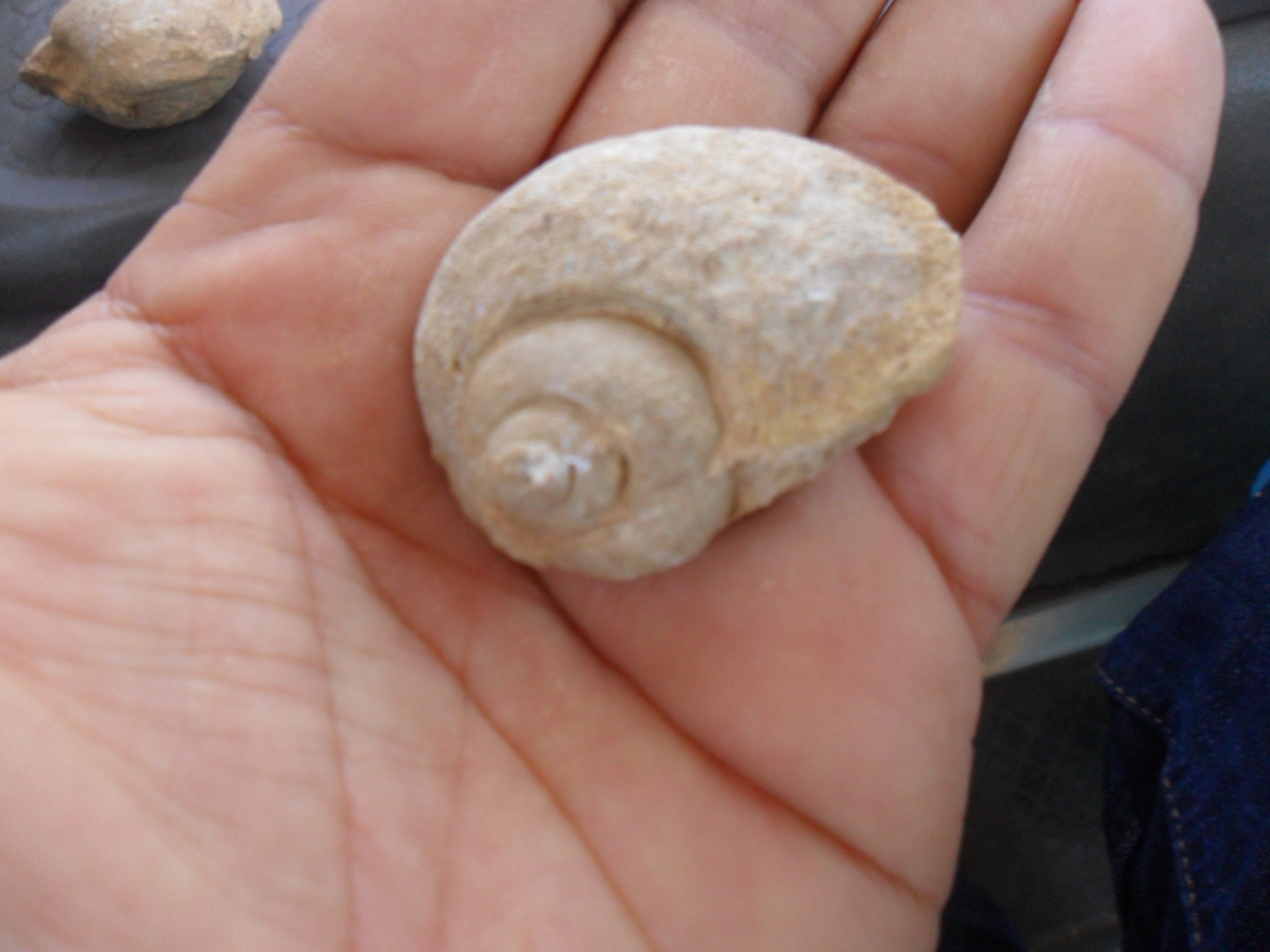 Stone shell photo