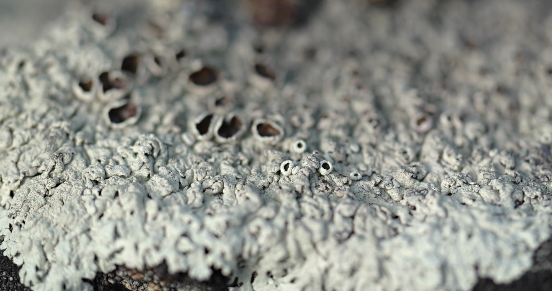 Lichen Growing on a Stone Surface. 4k video Stock Video Footage ...