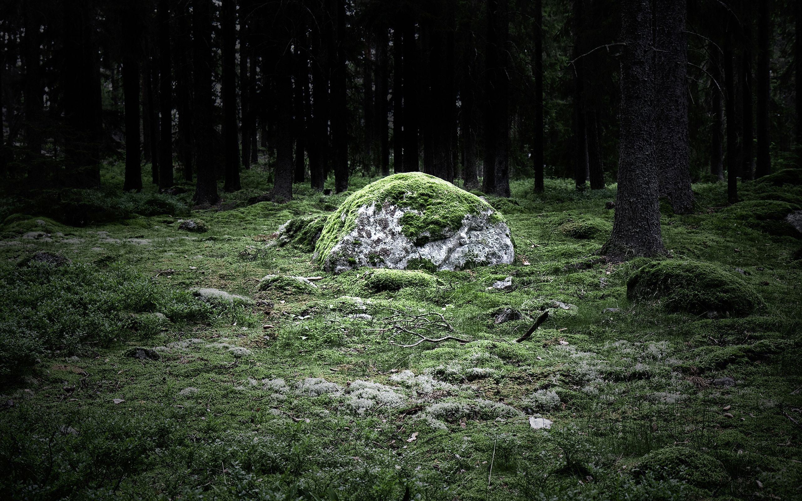 Download wallpaper 2560x1600 grass, stone, trees hd background