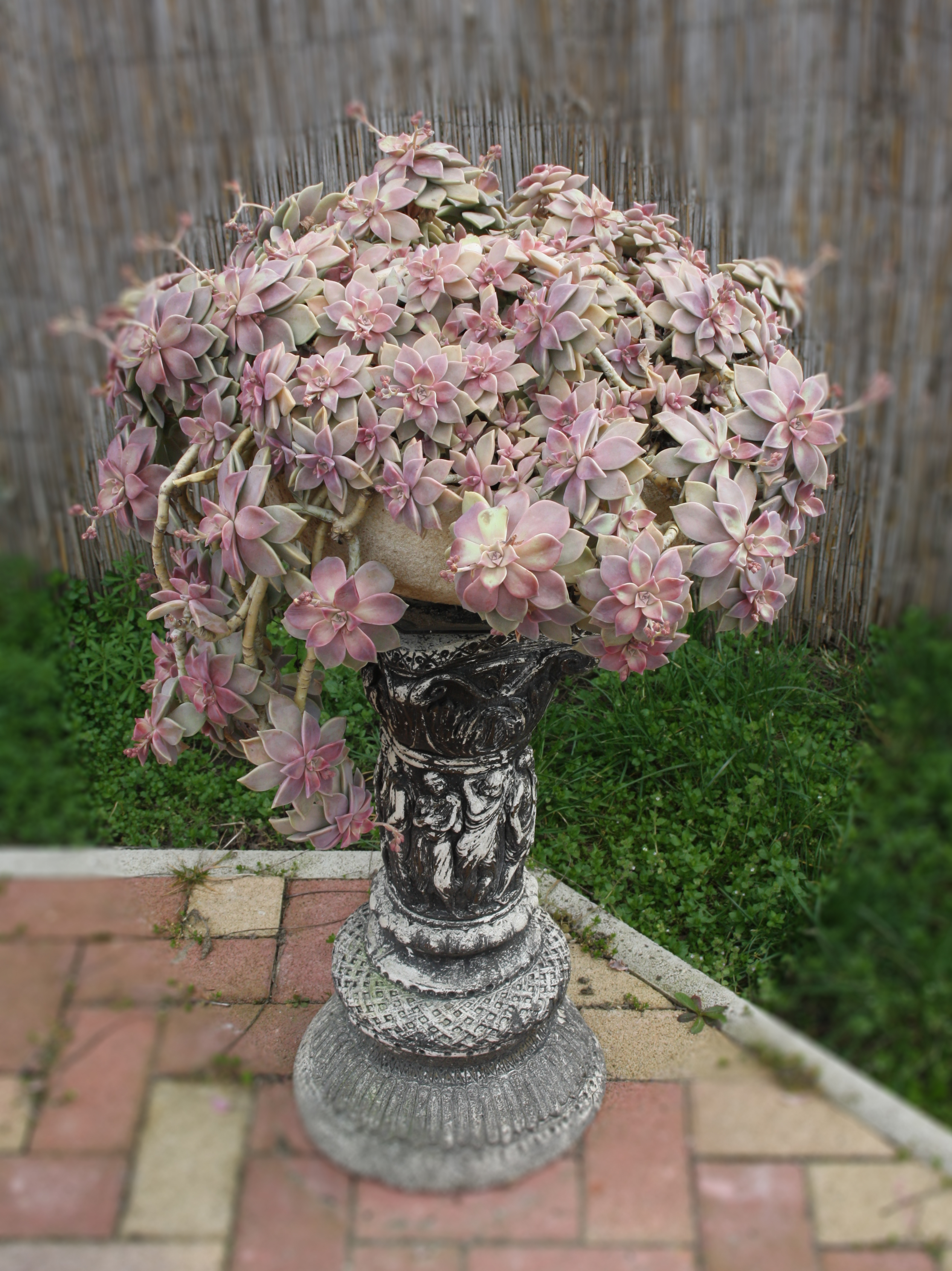 Stonecrop, Flowers, Nature, Vase, HQ Photo