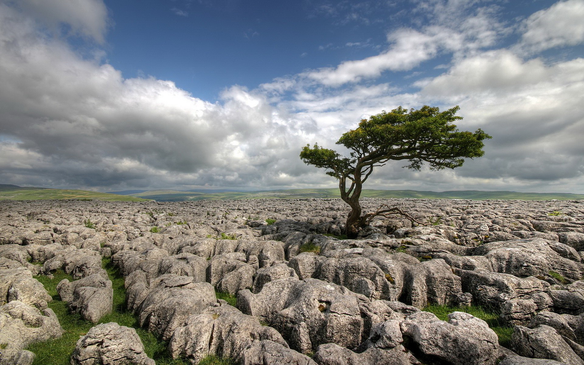 The tree among the stones / 1920 x 1200 / Nature / Photography ...
