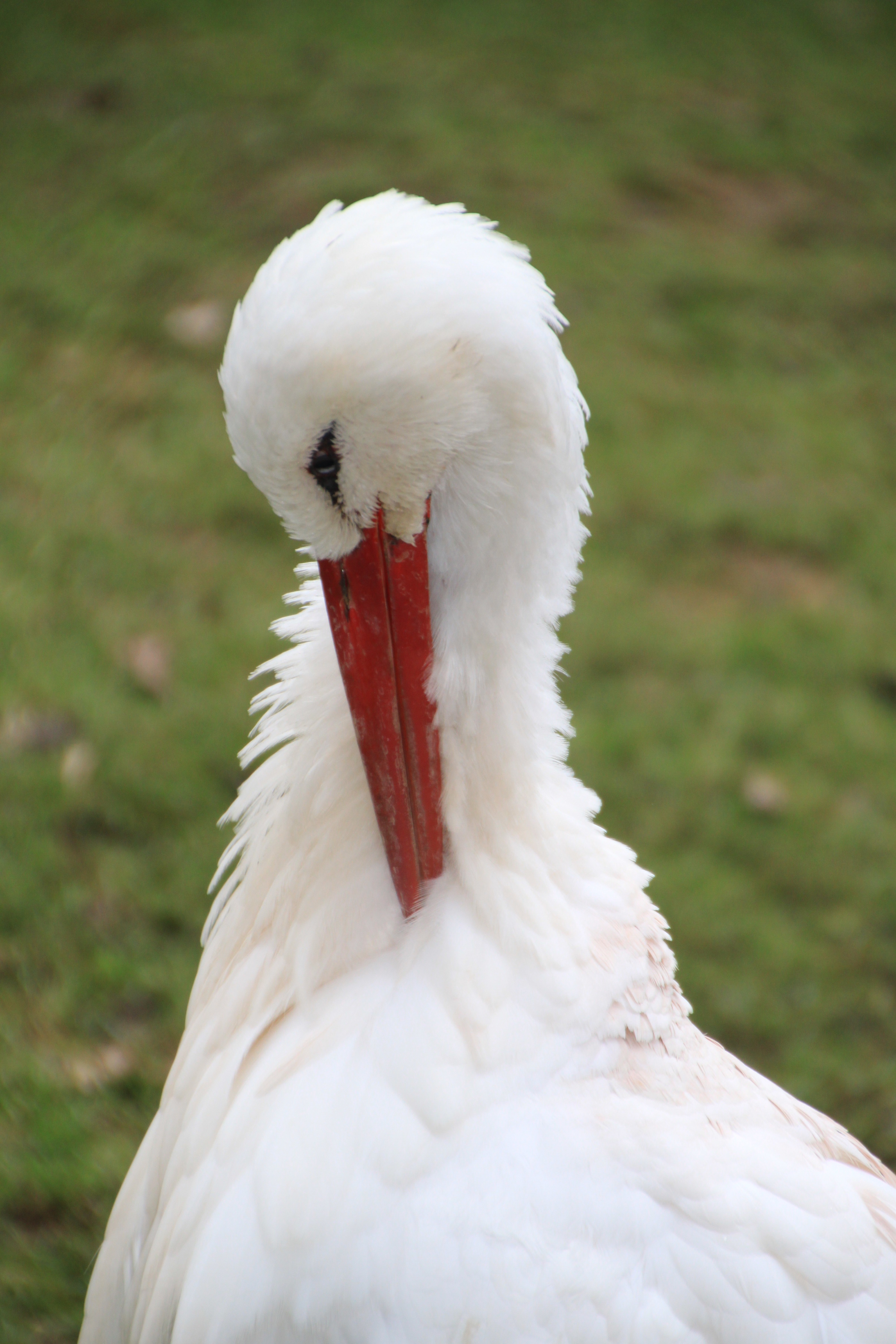 Stork photo