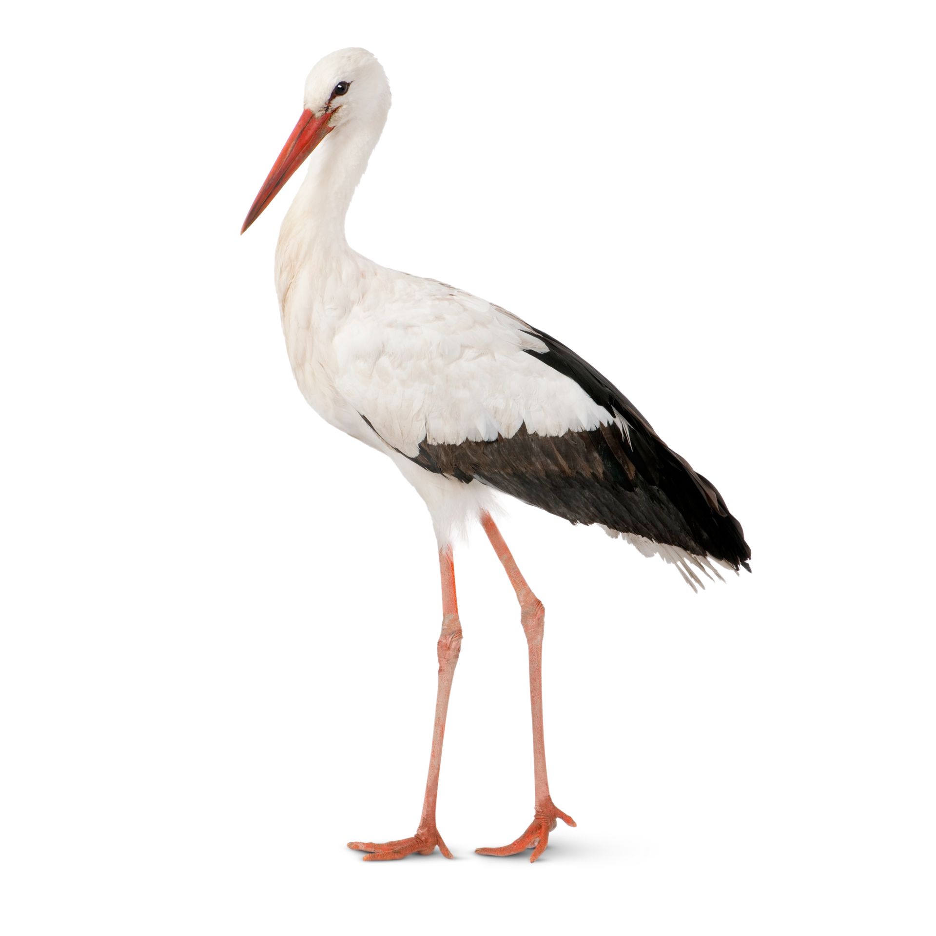 Storks Information | White Stork Bird | DK Find Out