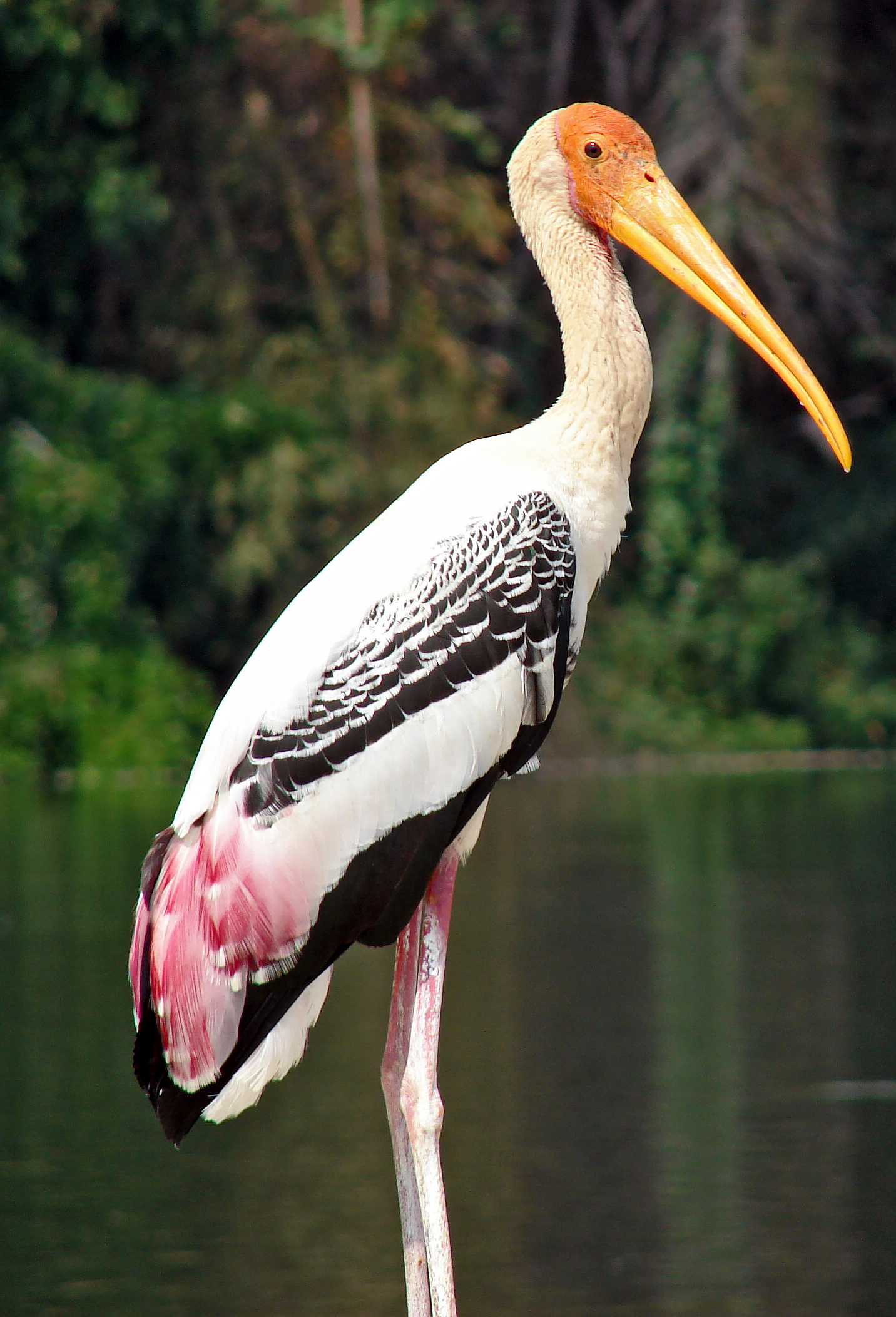 File:Painted Stork.jpg - Wikimedia Commons