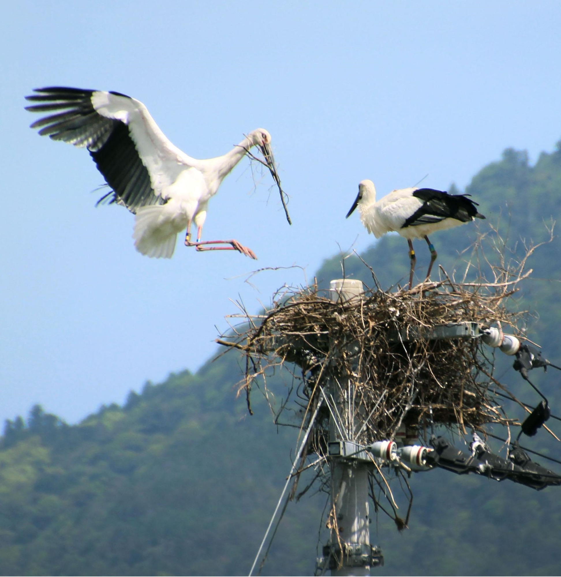Rare white stork likely hatched in wild, conservation group says ...