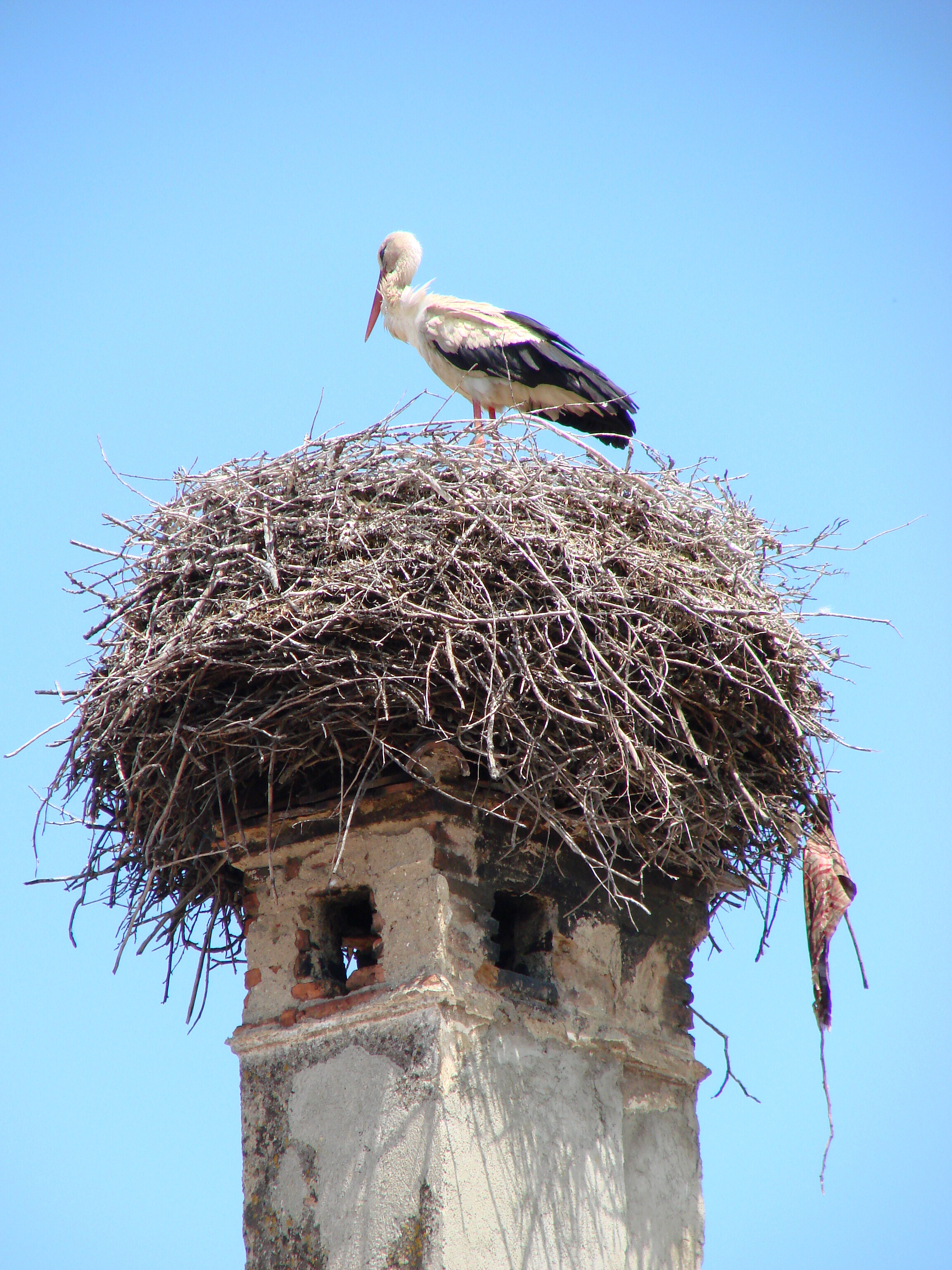 File:A Stork Nests in an Ancient Chimney - Harman - Romania.jpg ...