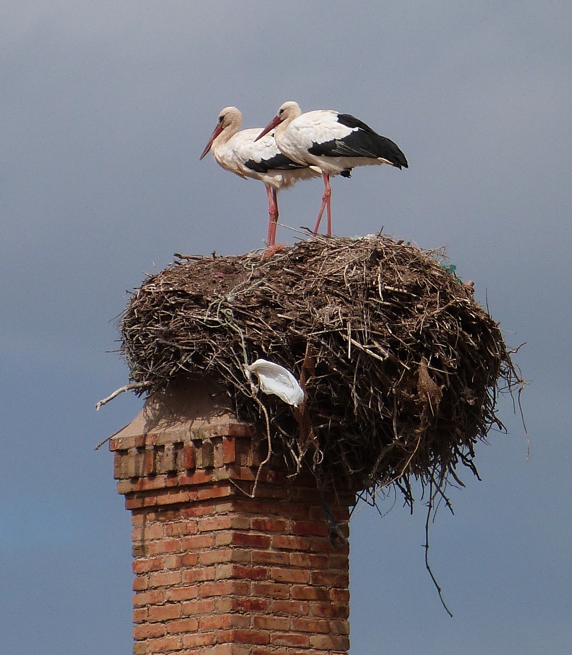 The Storks of Lagos | Paradise has mosquitoes