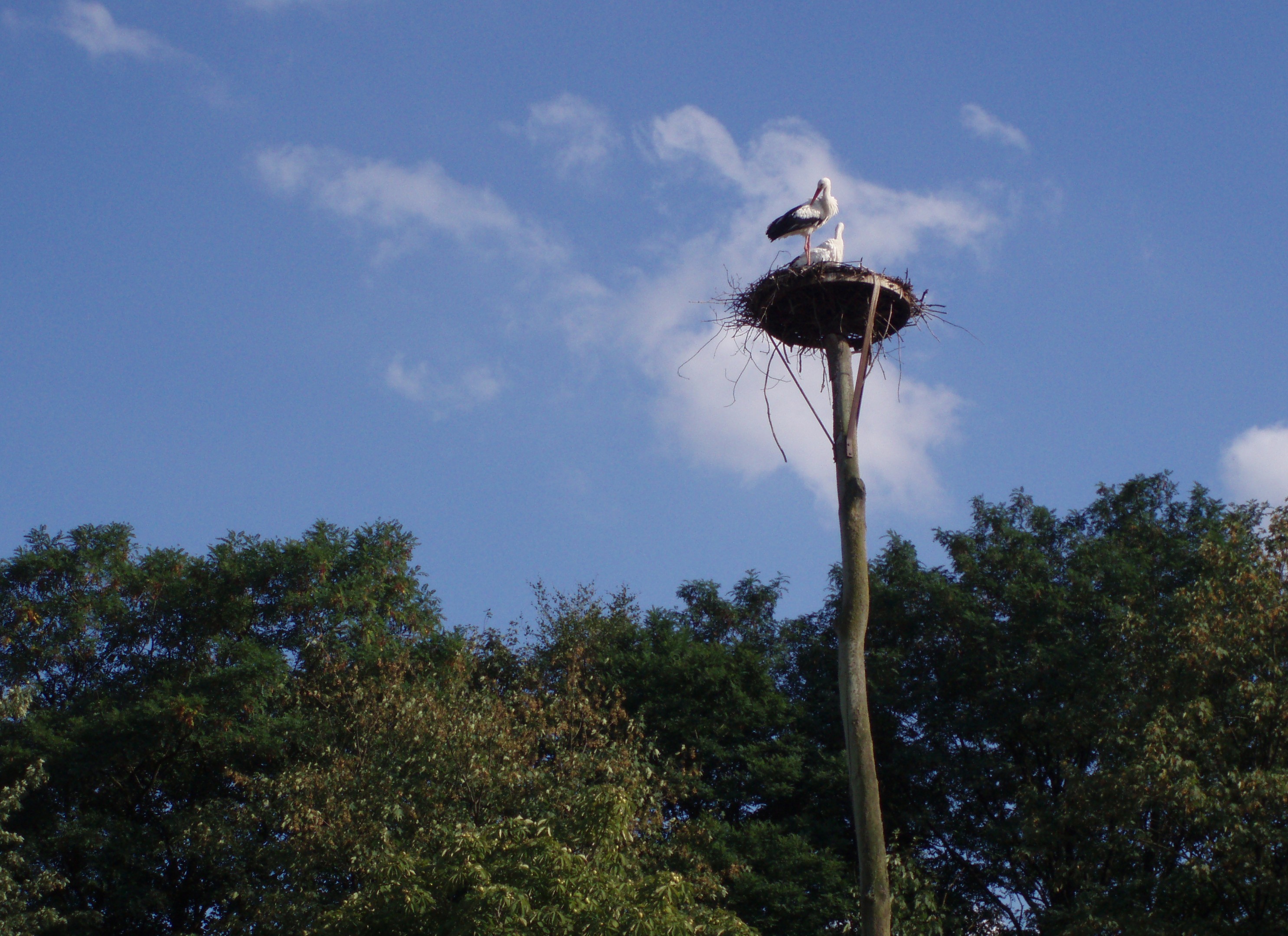 File:Stork-nest-muenster-zoo-germany.jpg - Wikimedia Commons