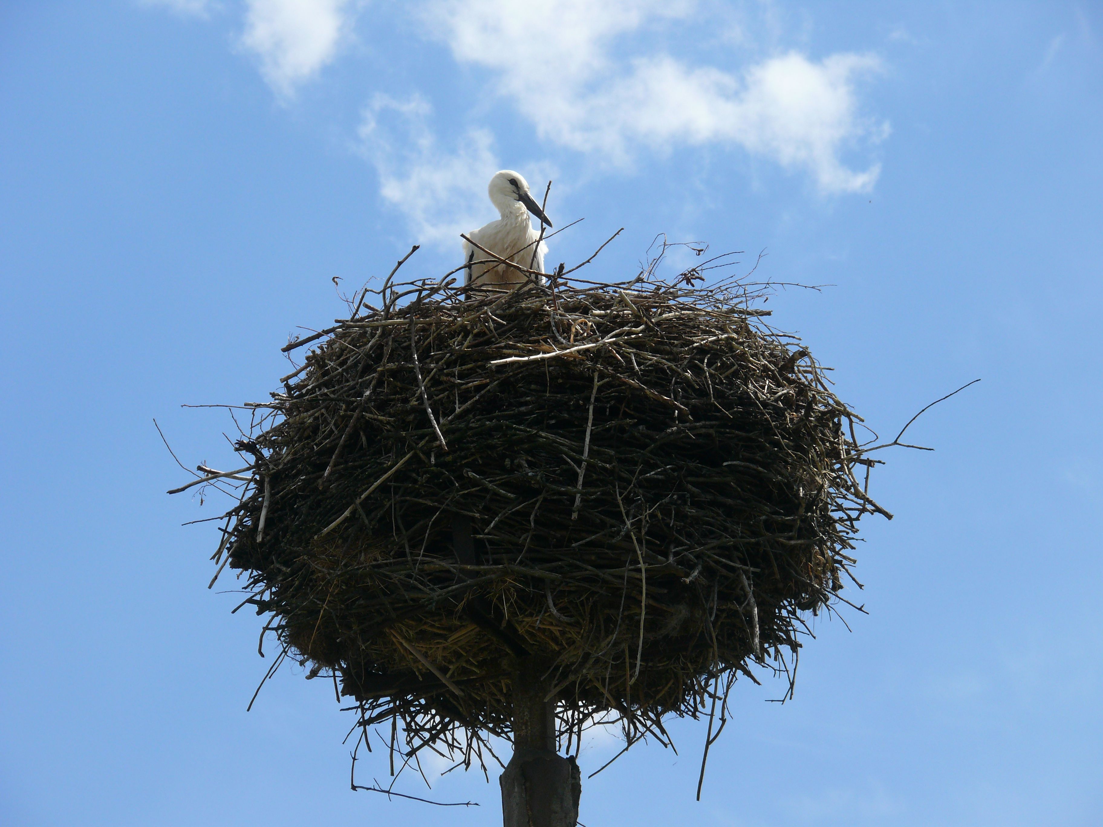 Stork nest other side of Kaski | Birds | Pinterest | Nest and Bird