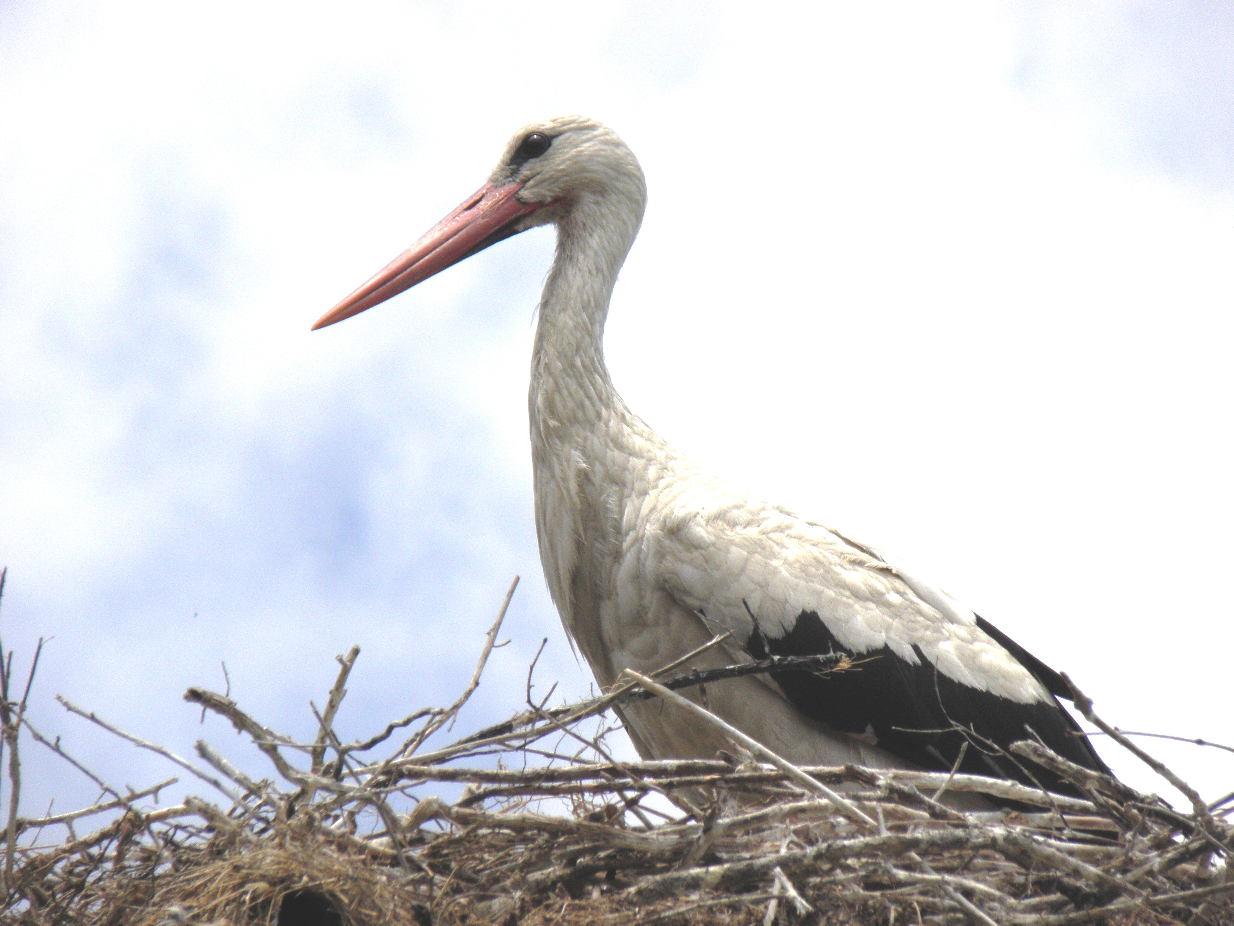 Stork on its nest photo