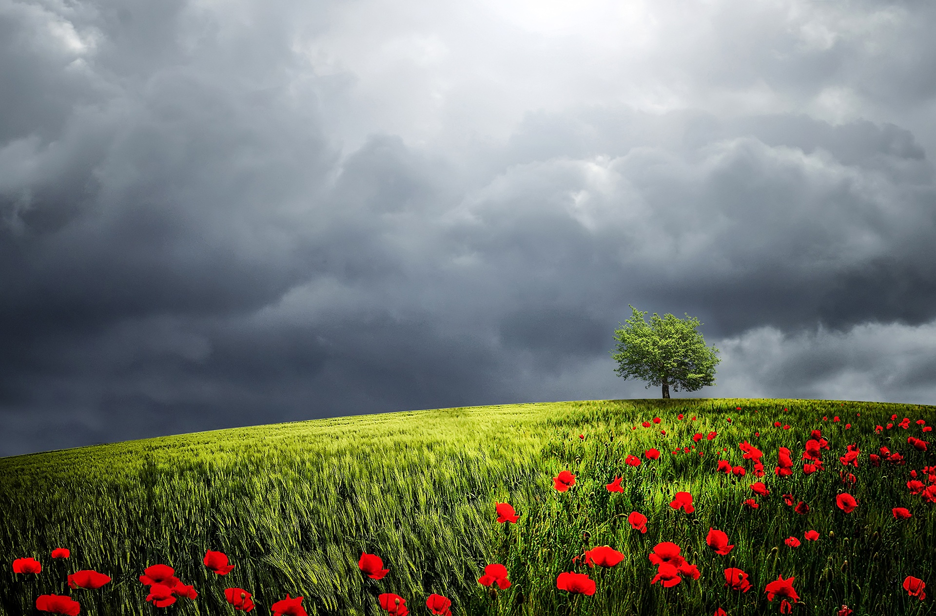 Stormy Weather, Blooming, Cloud, Cloudy, Flower, HQ Photo
